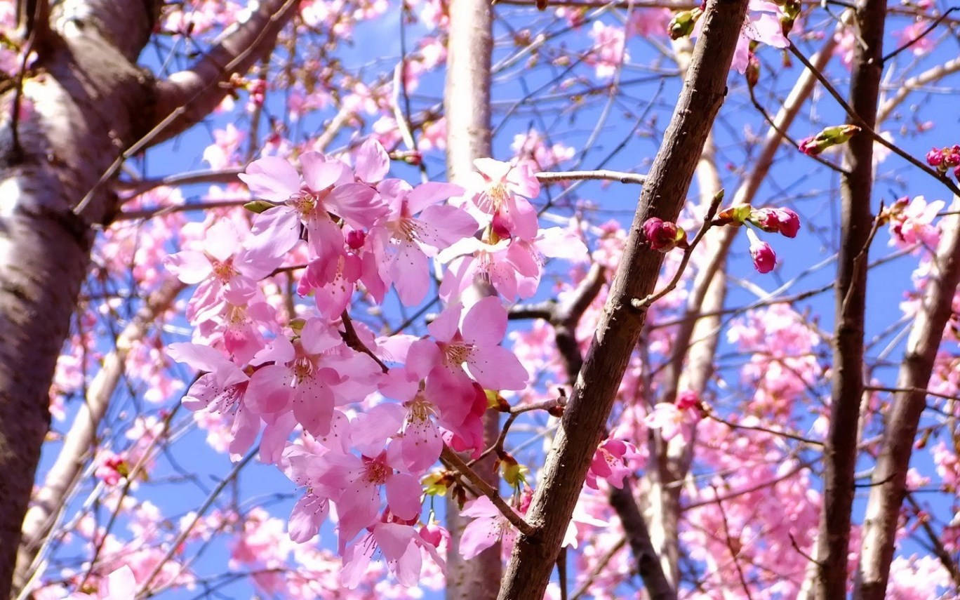 Blumen Display Of Cherry Blossom Wallpaper