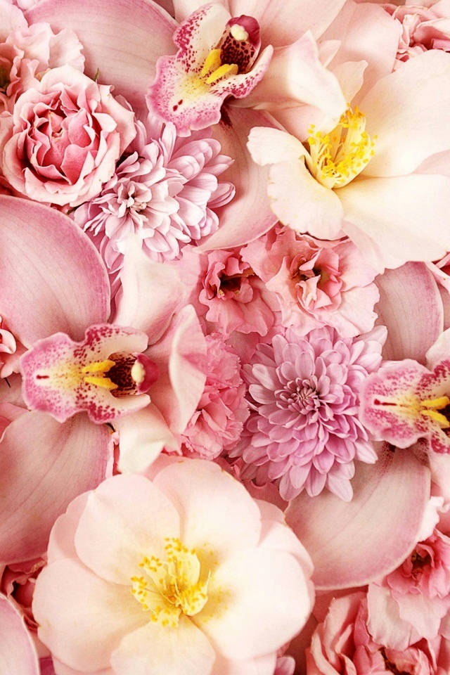 Blumenblumenanzeige Wallpaper