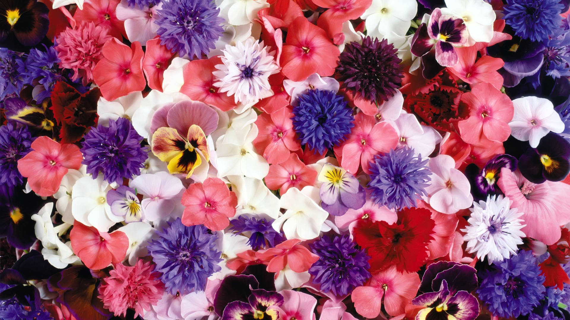 Blumenblumenanzeige Aufnahme Wallpaper