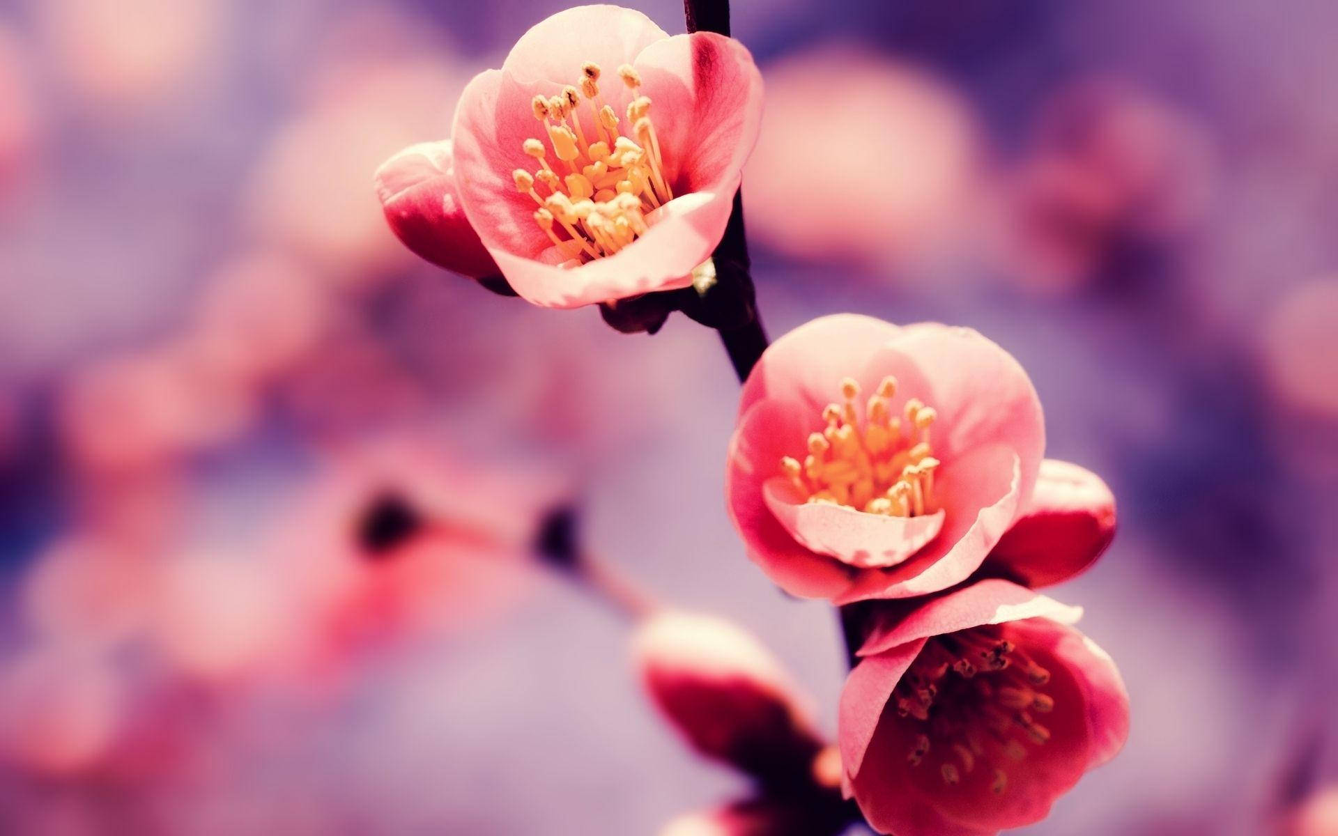 Blumen Photography Of Cherry Blossom Wallpaper