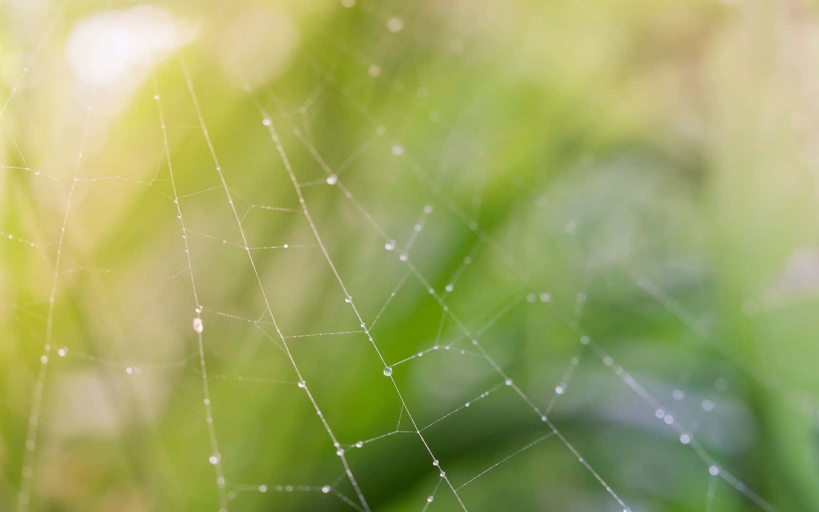 Blur Theme Spider Web Background Spring