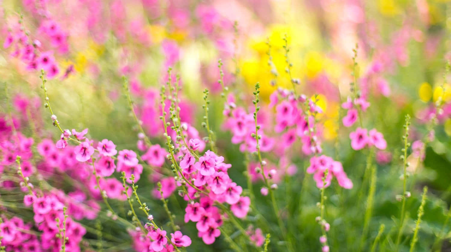 Blur Zoom Background Pink Flowers