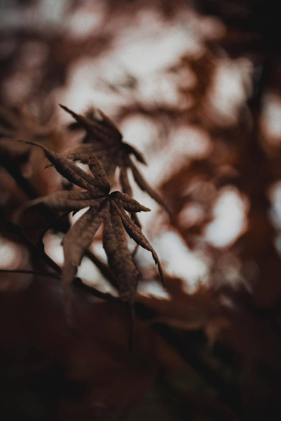 Blurred Cannabis Nature Photo