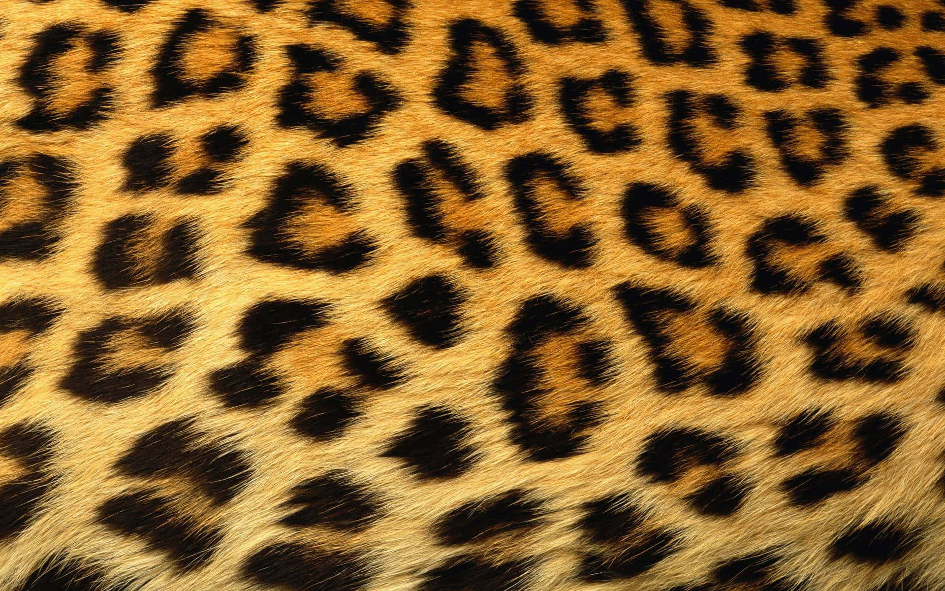 Blurred Cute Cheetah Print Pattern Wallpaper