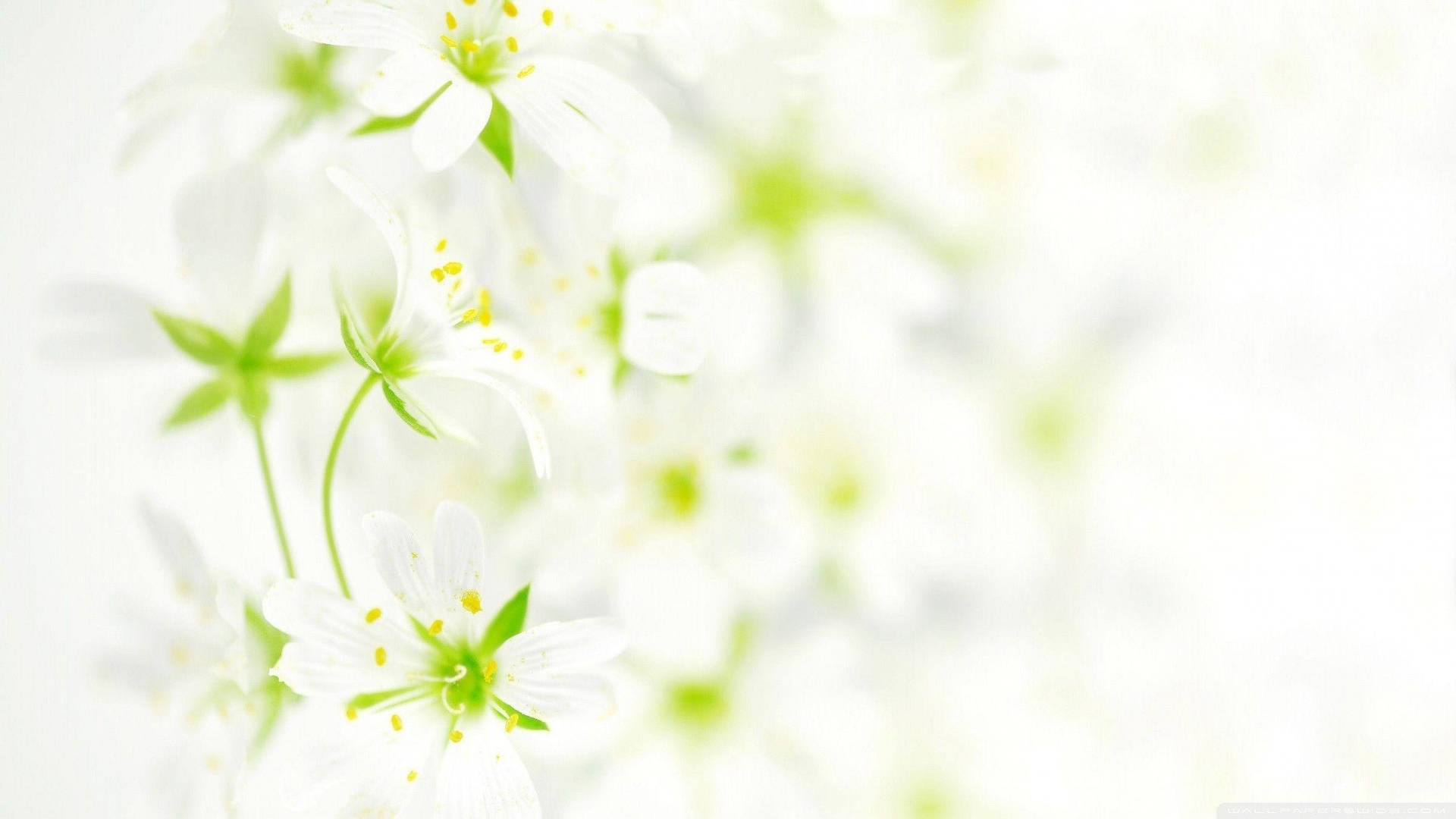 Blurred White Flower Wallpaper