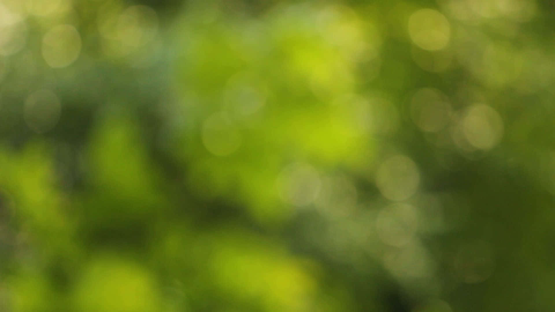 Verschwommeneshintergrundbild Der Hellgrünen Waldoberfläche