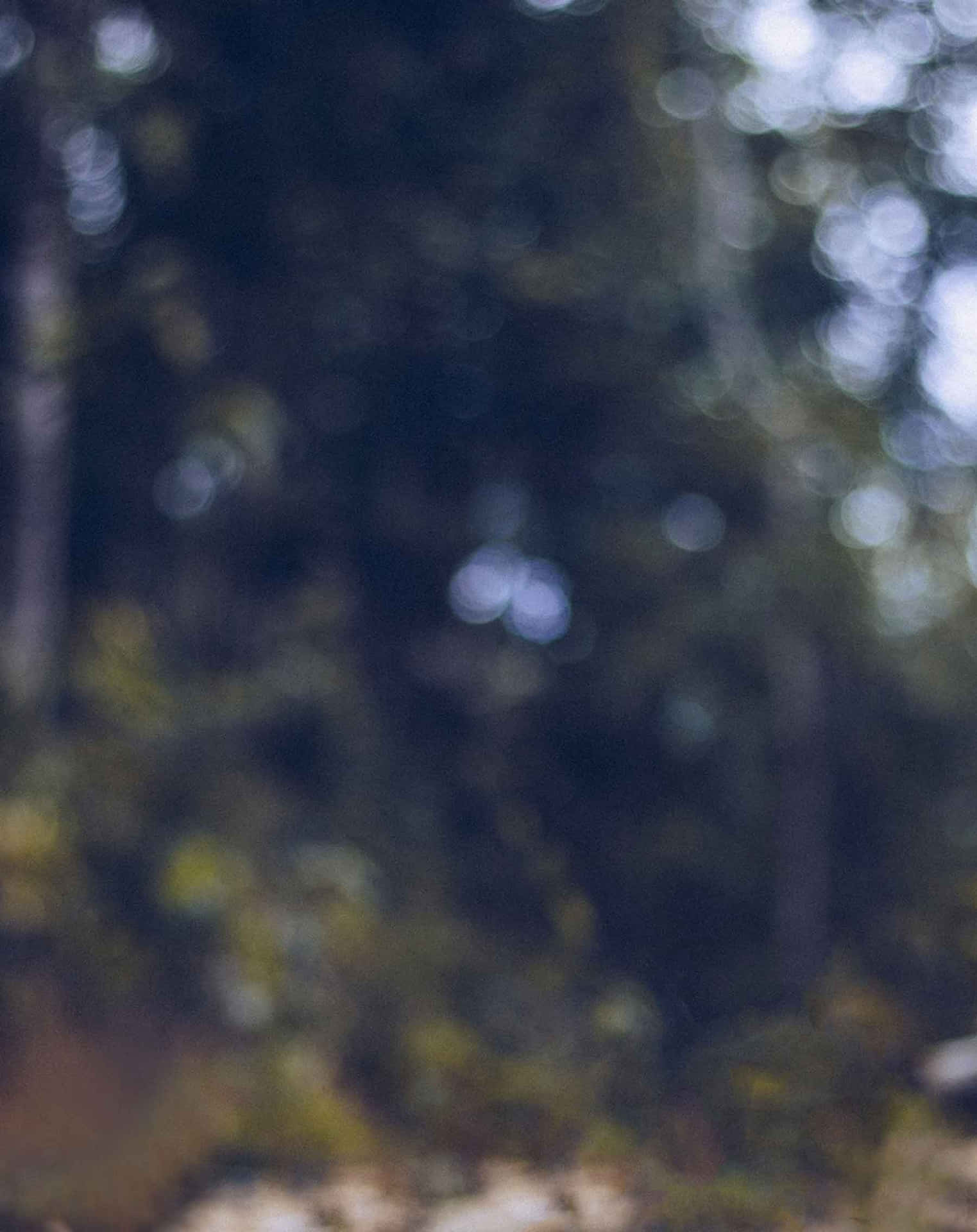 Blurry Background Forest Texture 1800 x 2269 Background