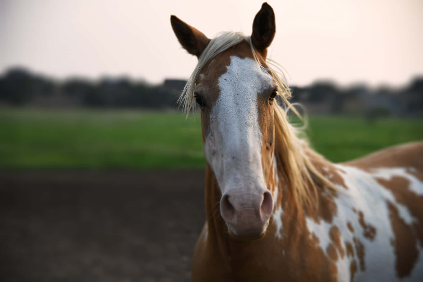 Blurry Background Brown And White Horse 1600 x 1067 Background