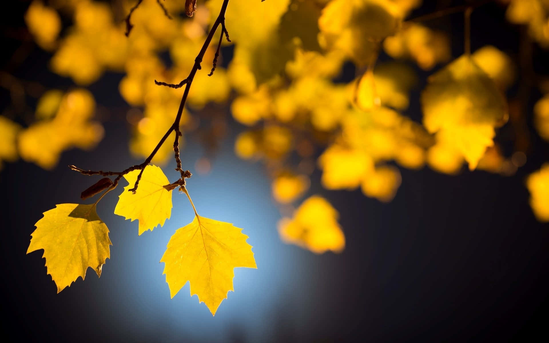 Blurry Background Yellow Leaves On A Tree 1920 x 1200 Background