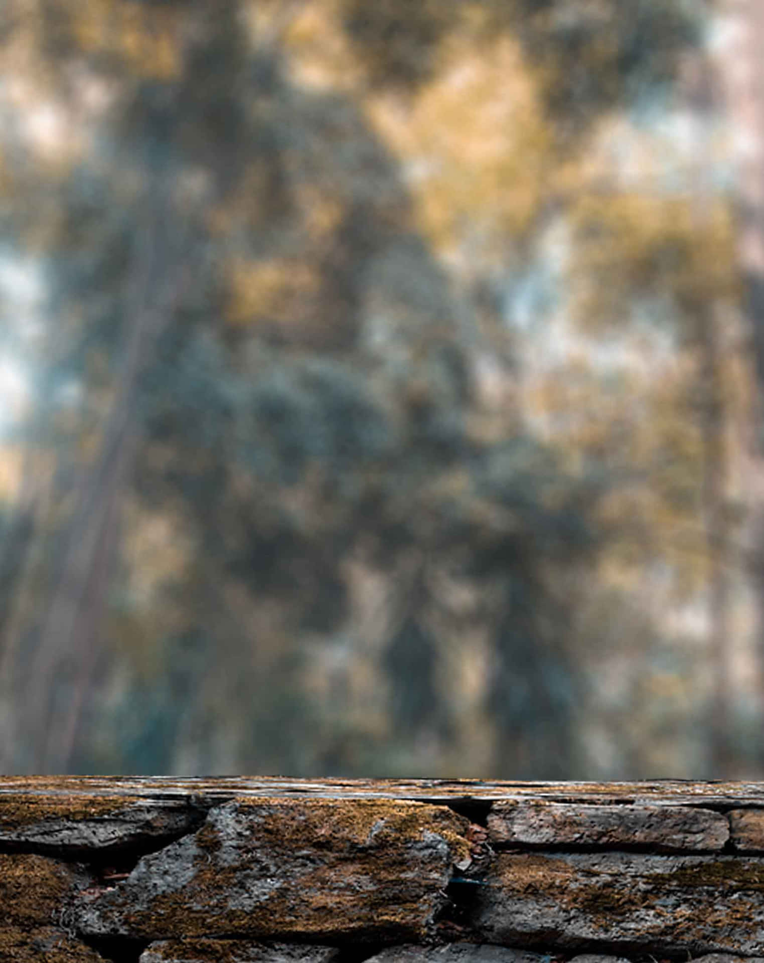 Blurry Background Wooden Tree Texture 1800 x 2269 Background