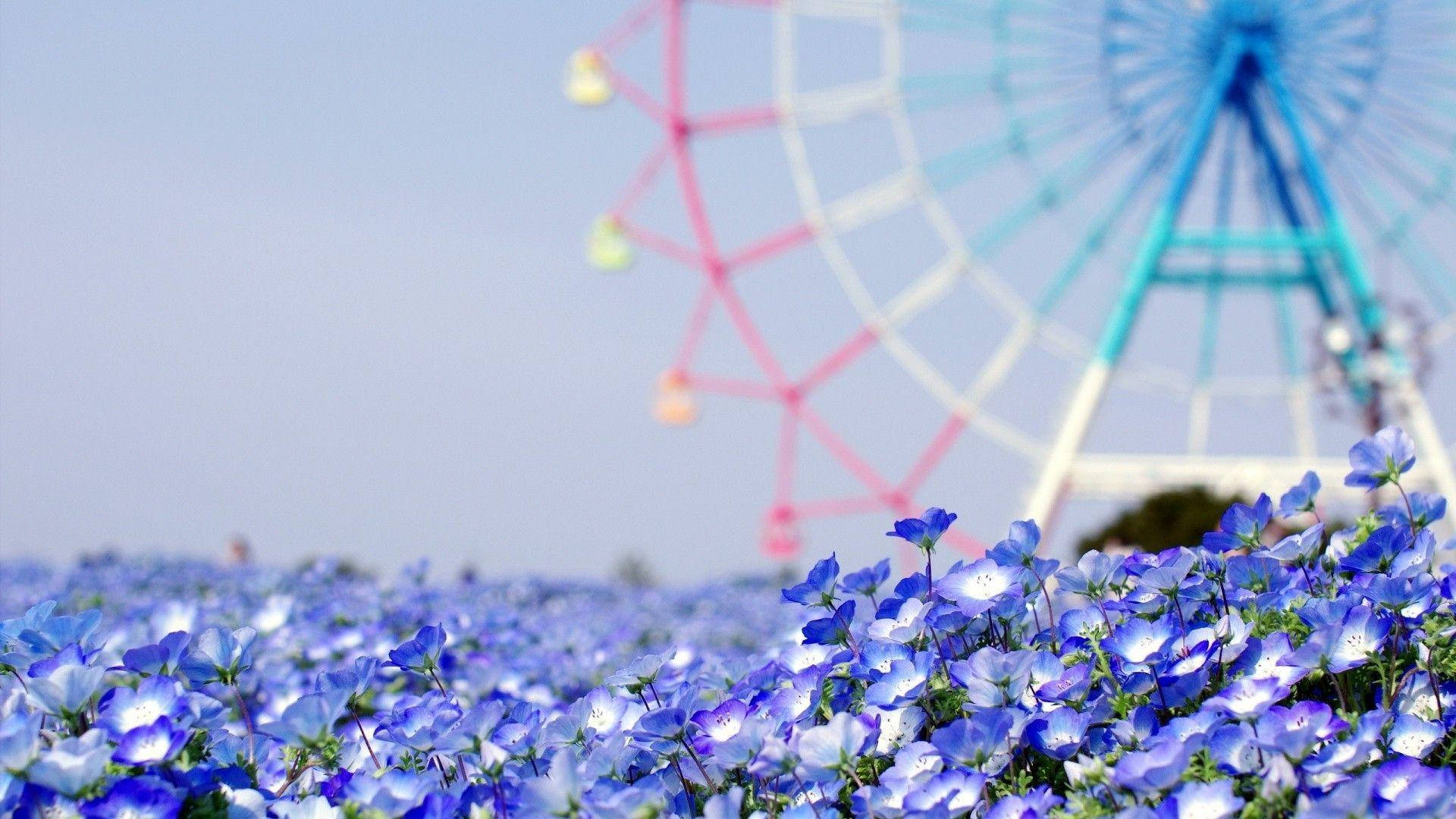 Captivating Scenery of a Blurry Ferris Wheel Amidst Blooming Blue Flowers Wallpaper