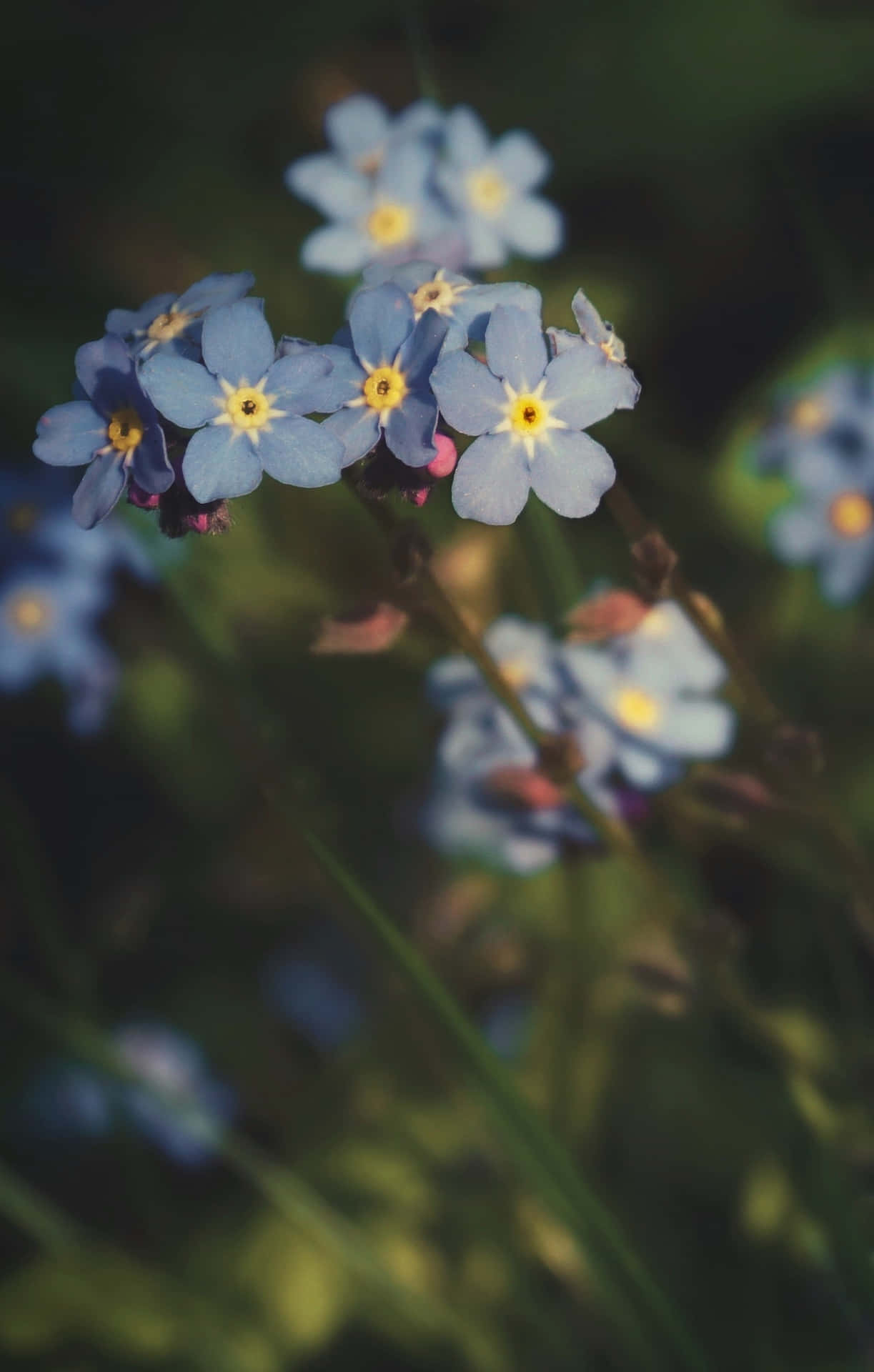 Blurry Forget-Me-Nots Blue Flowers Phone Wallpaper