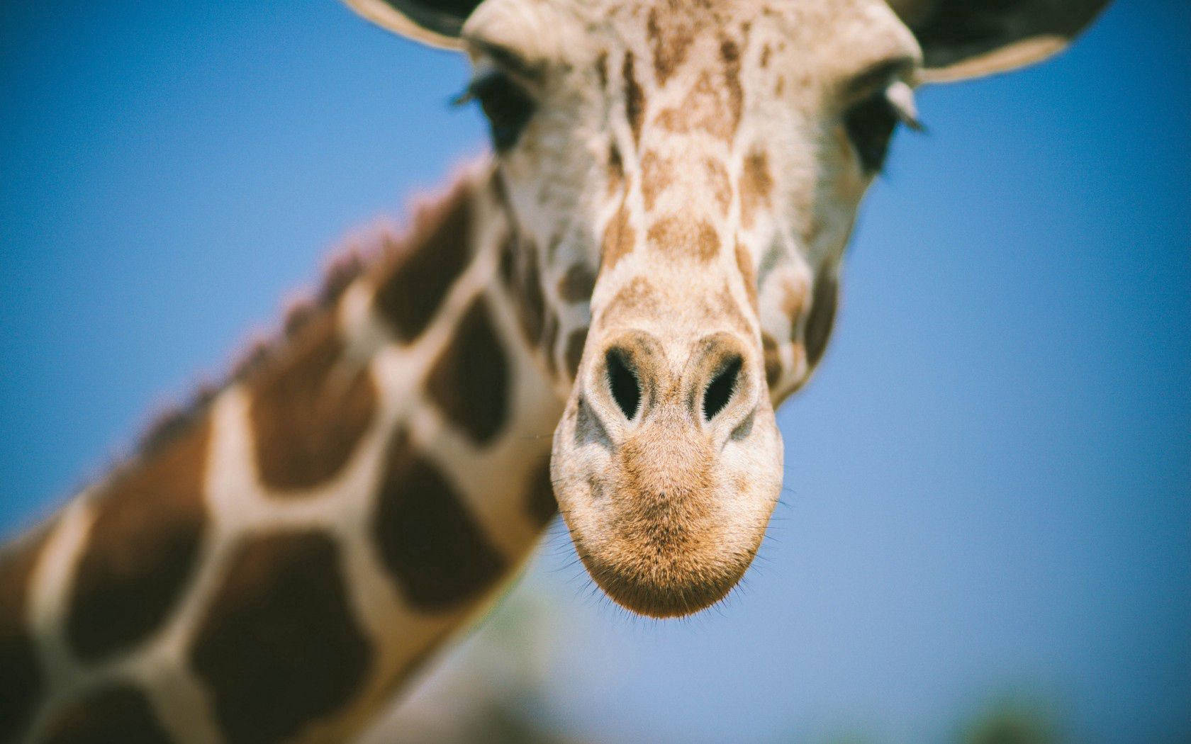 Close-up shot of a beautiful giraffe in its natural habitat Wallpaper