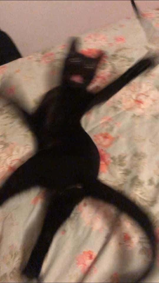Blurry Funny Black Cat On Couch Picture