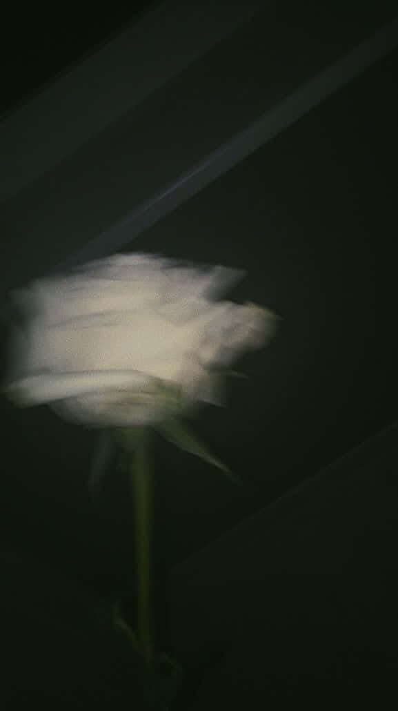Blurry White Rose On Black Picture
