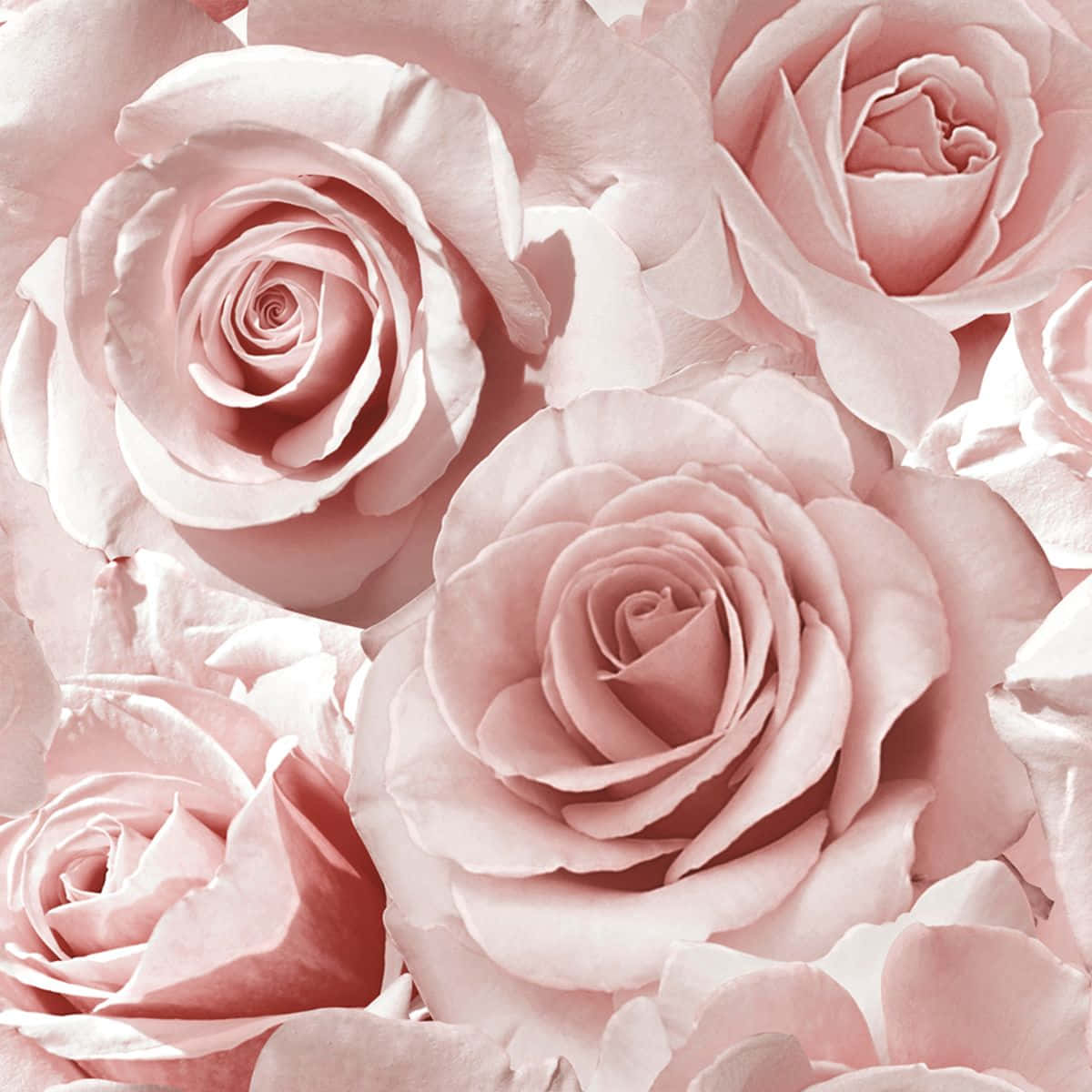 Rosasflores En Un Fondo De Color Rosa Pálido.