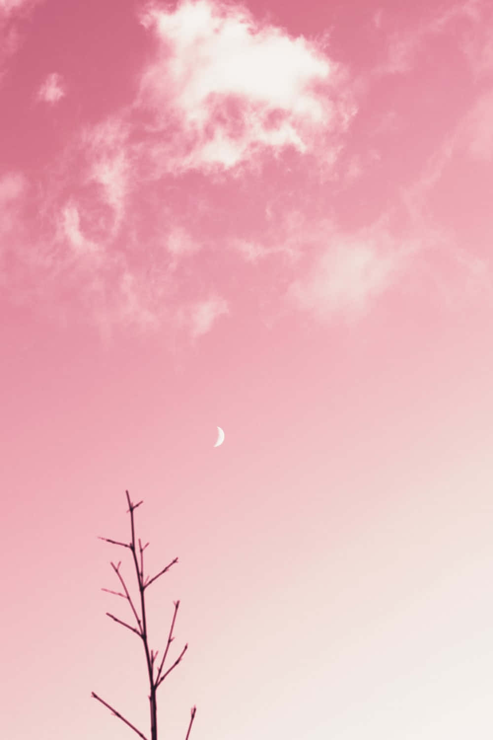 Sky In Gradient Blush Background