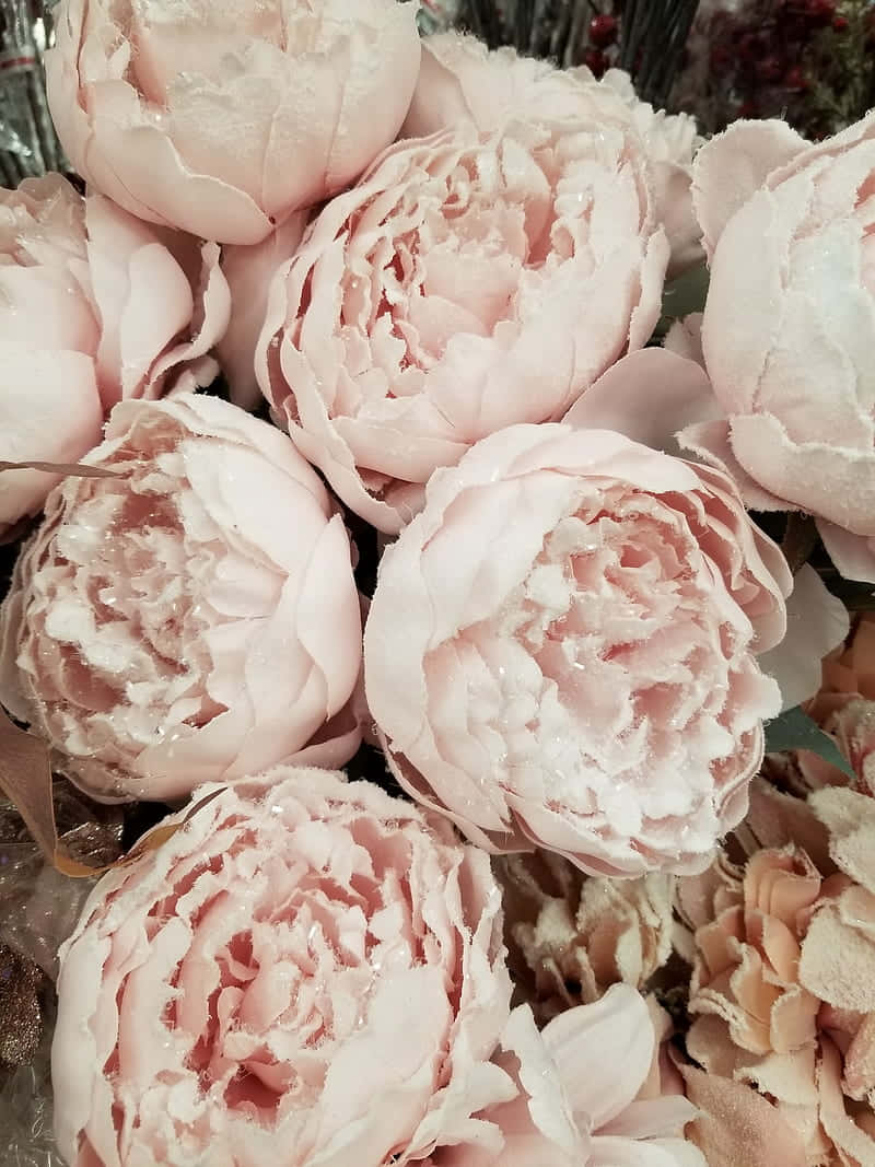 Blush Peony Blooms Wallpaper