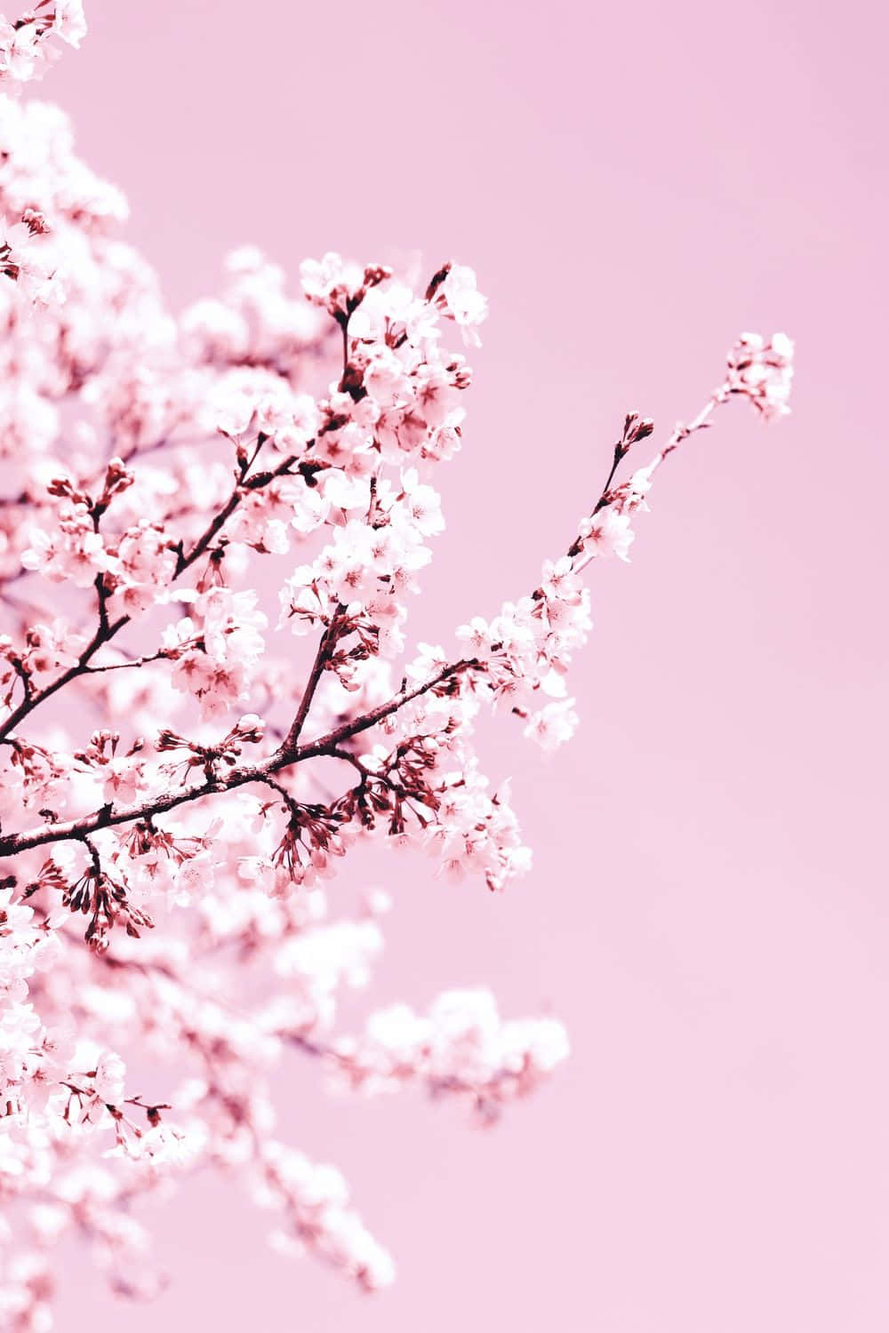 A Pink Cherry Blossom Tree Against A Pink Background