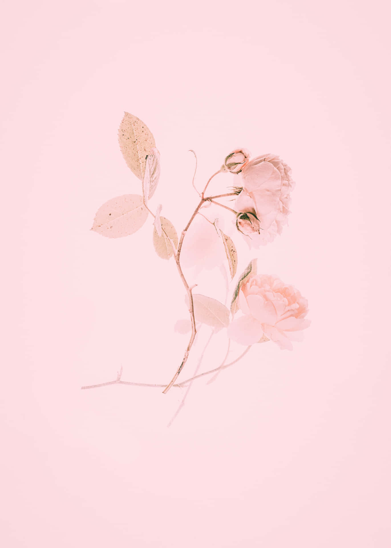 A calming blush pink background which is sure to bring a sense of peace