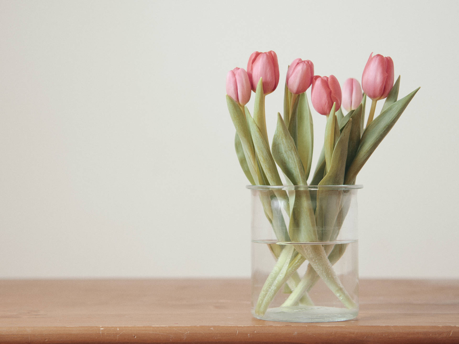 Blush Pink Tulips HD Wallpaper