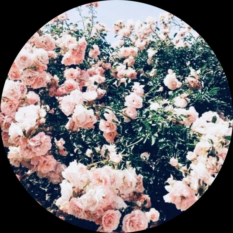 Blush Rose Garden Circle PNG