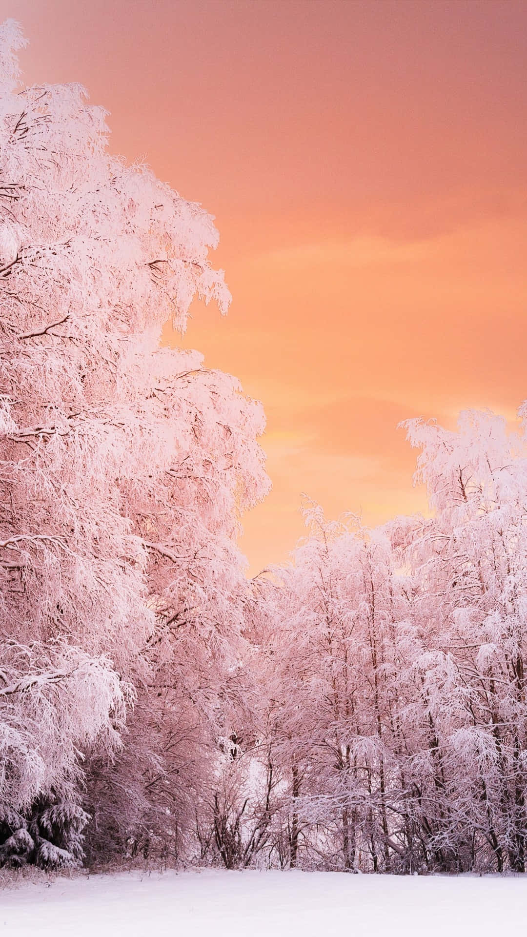 Blush Winter Sunset Wallpaper