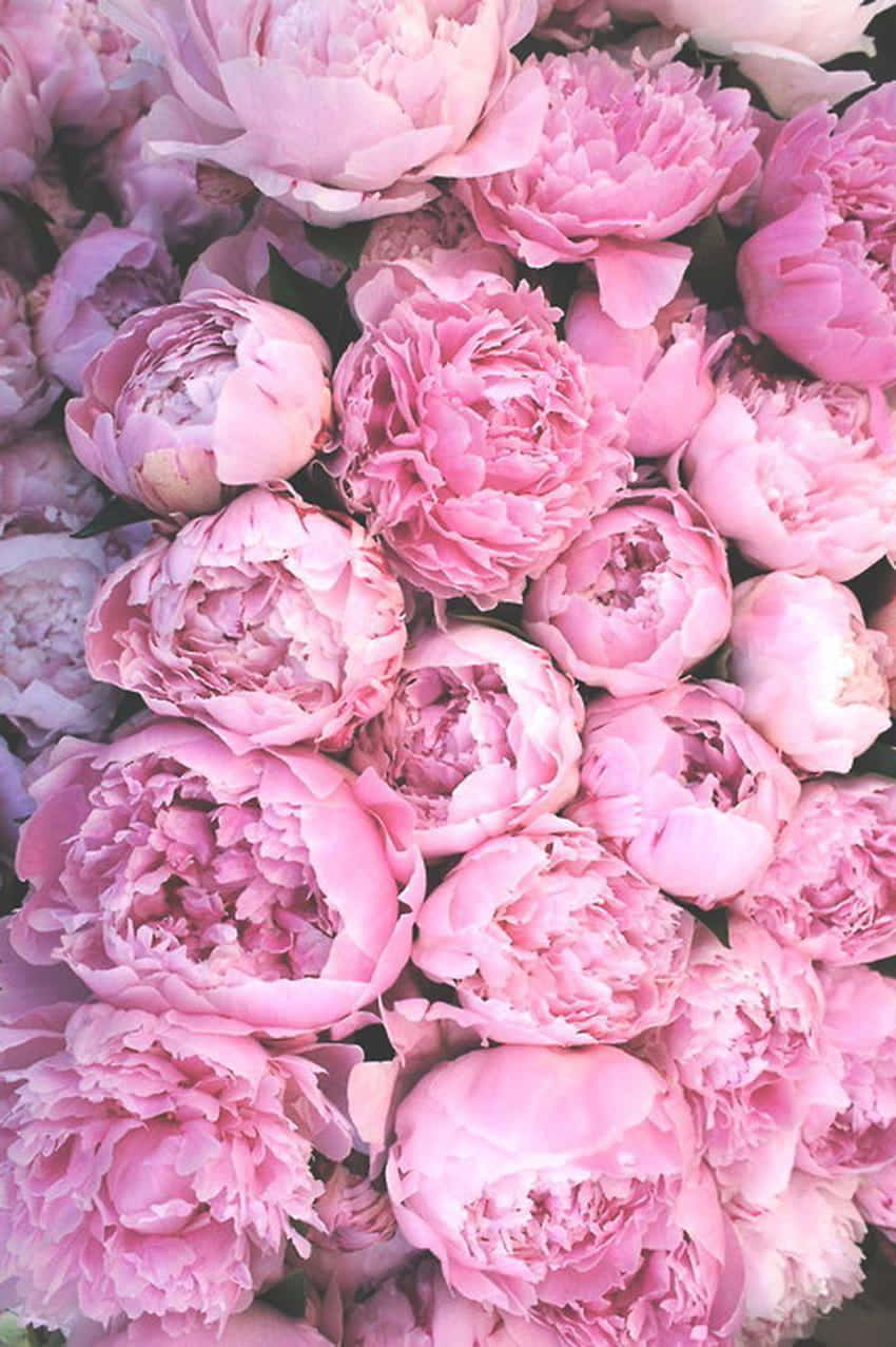 Blushing Peony Bouquet Wallpaper