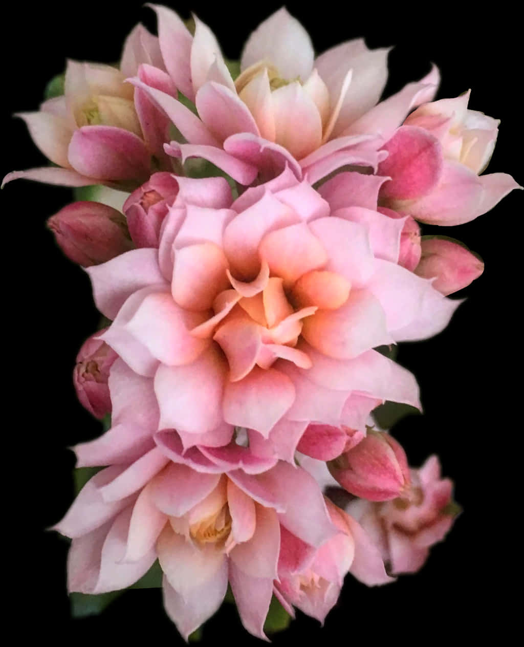 Blushing Pink Kalanchoe Blossom Cluster PNG