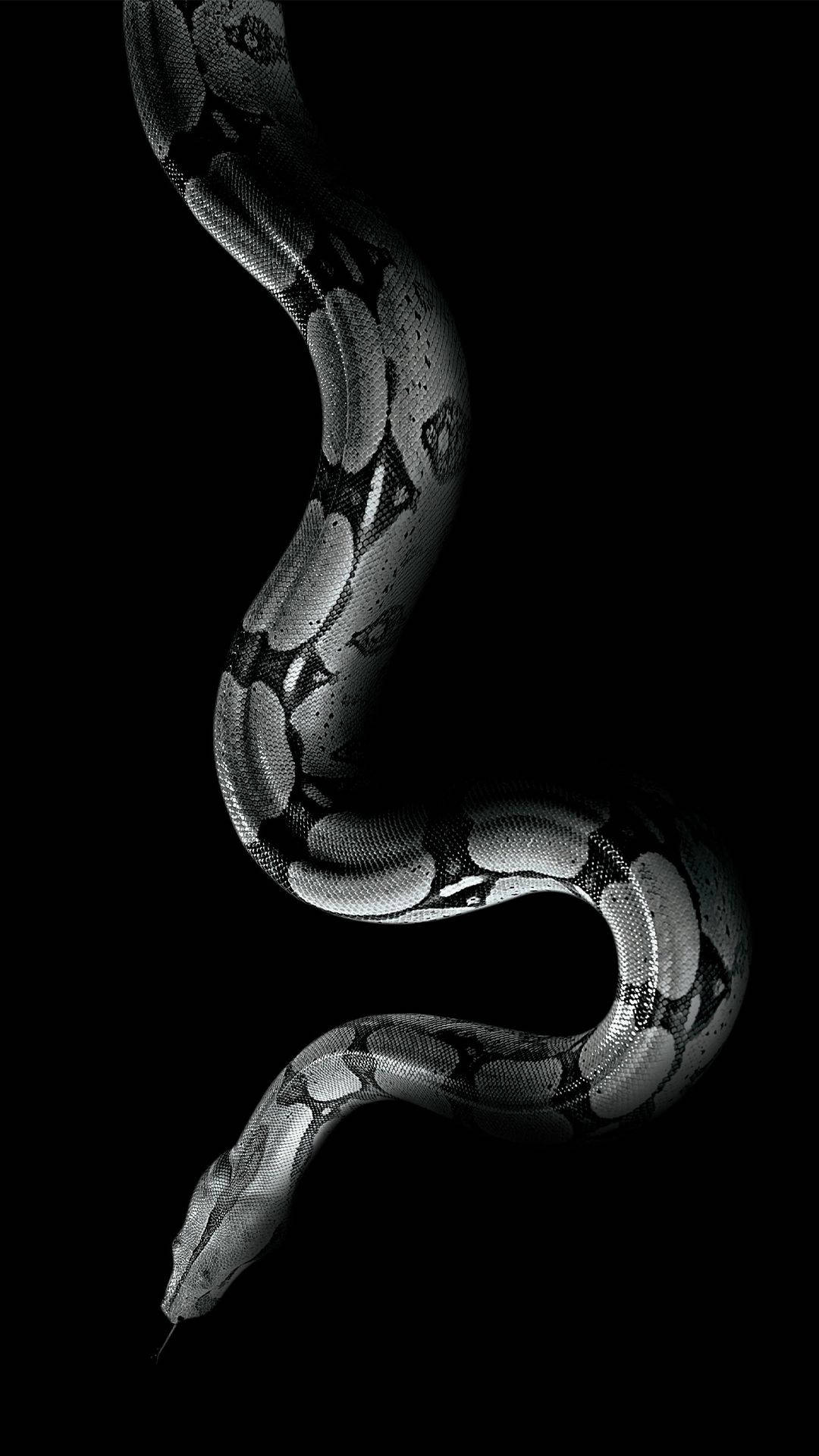 Boa Constrictor Africa Iphone Wallpaper