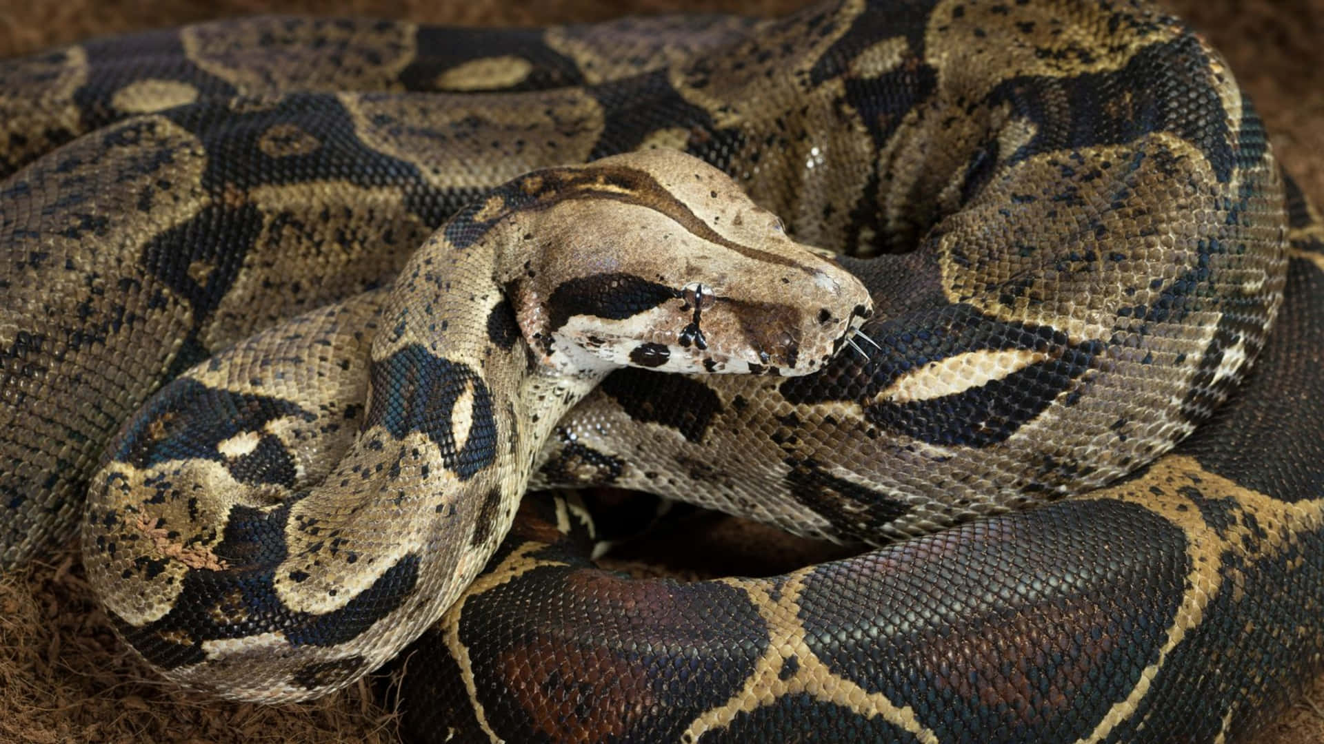 Boa Constrictor Camouflage Wallpaper