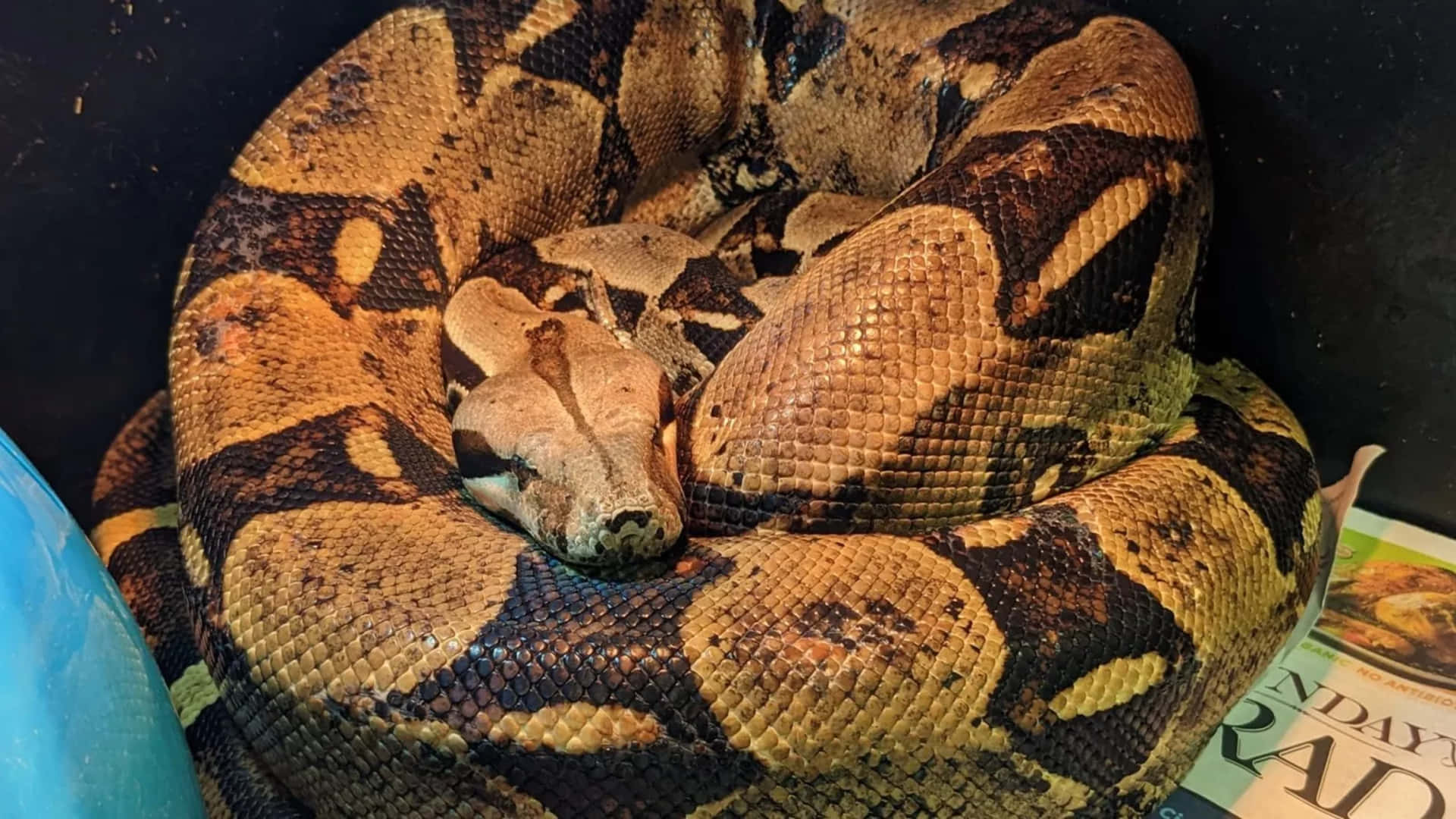 Boa Constrictor Coiled Resting Wallpaper