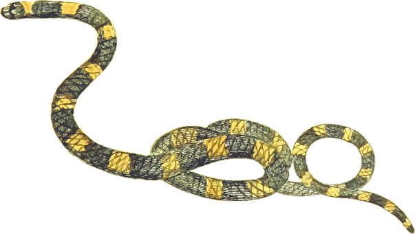 Boa Constrictor Transparent Background PNG