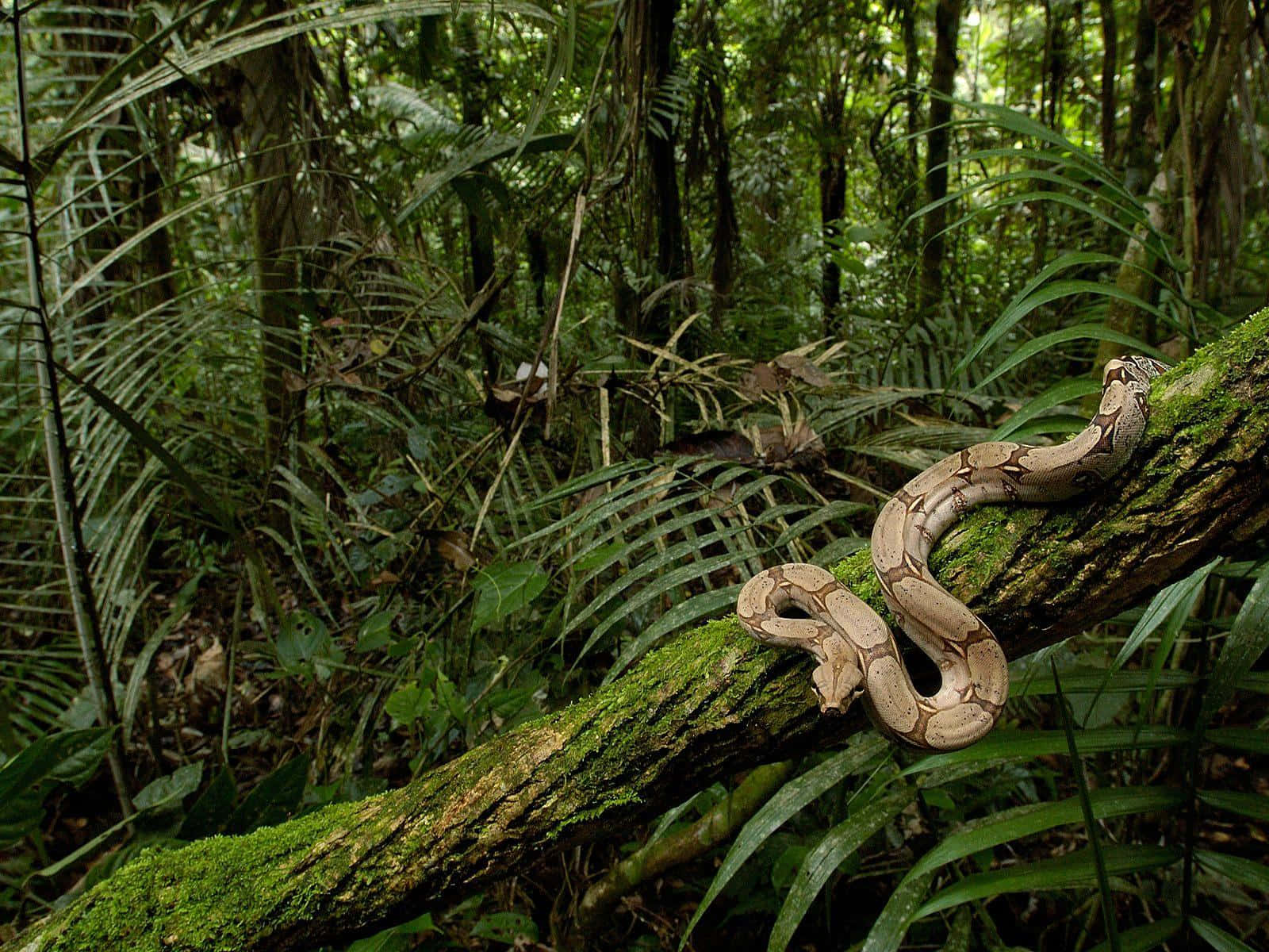 Boa Constrictorin Rainforest Habitat Wallpaper