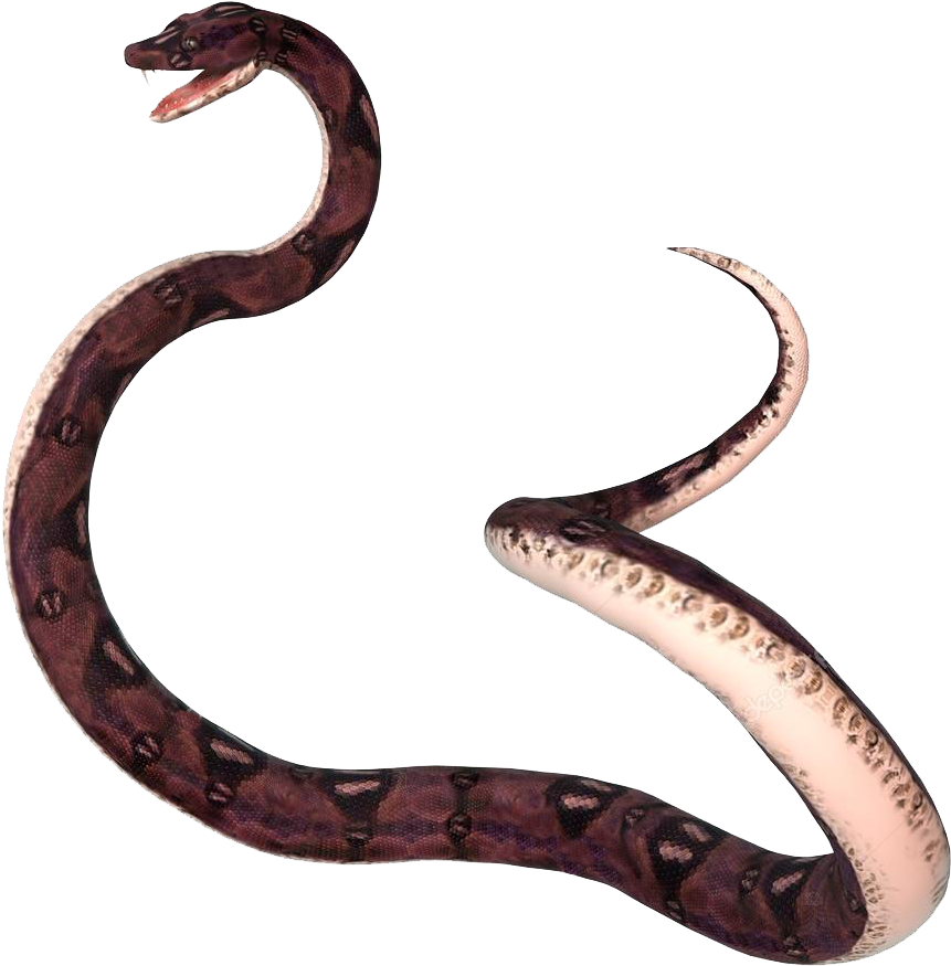 Boa_ Constrictor_ Transparent_ Background.png PNG