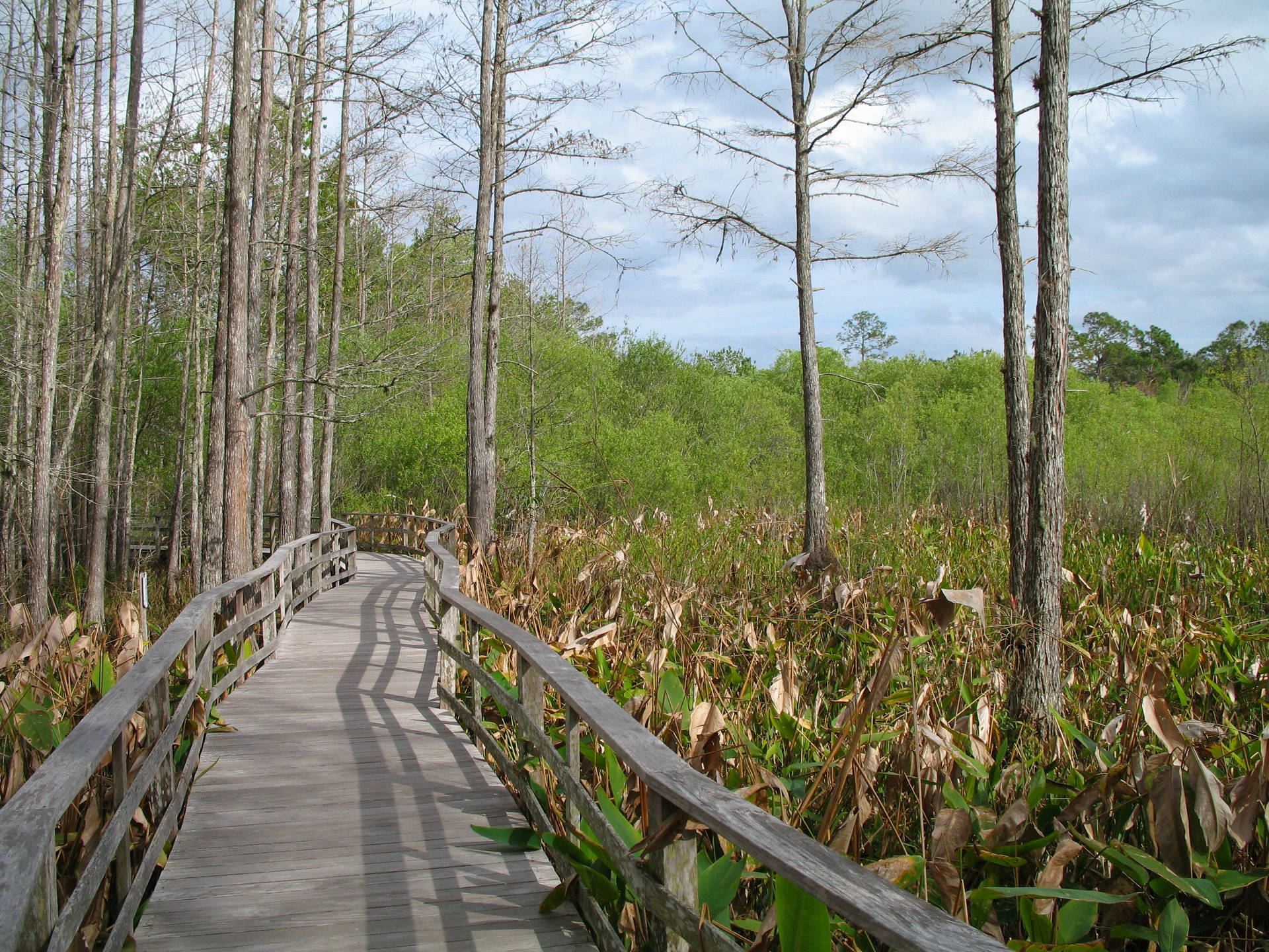 Boardwalk Trail Everglades National Park Picture
