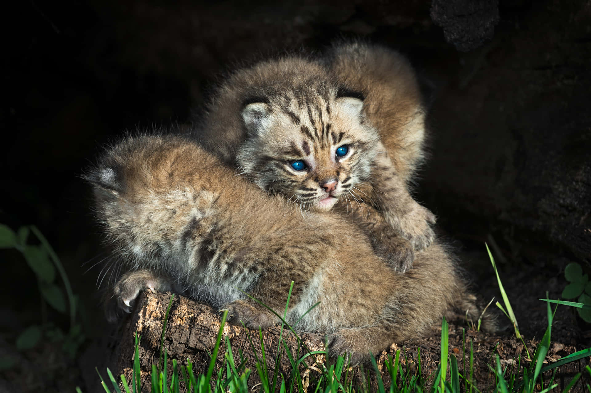 Wild Bobcat Captured Unchained