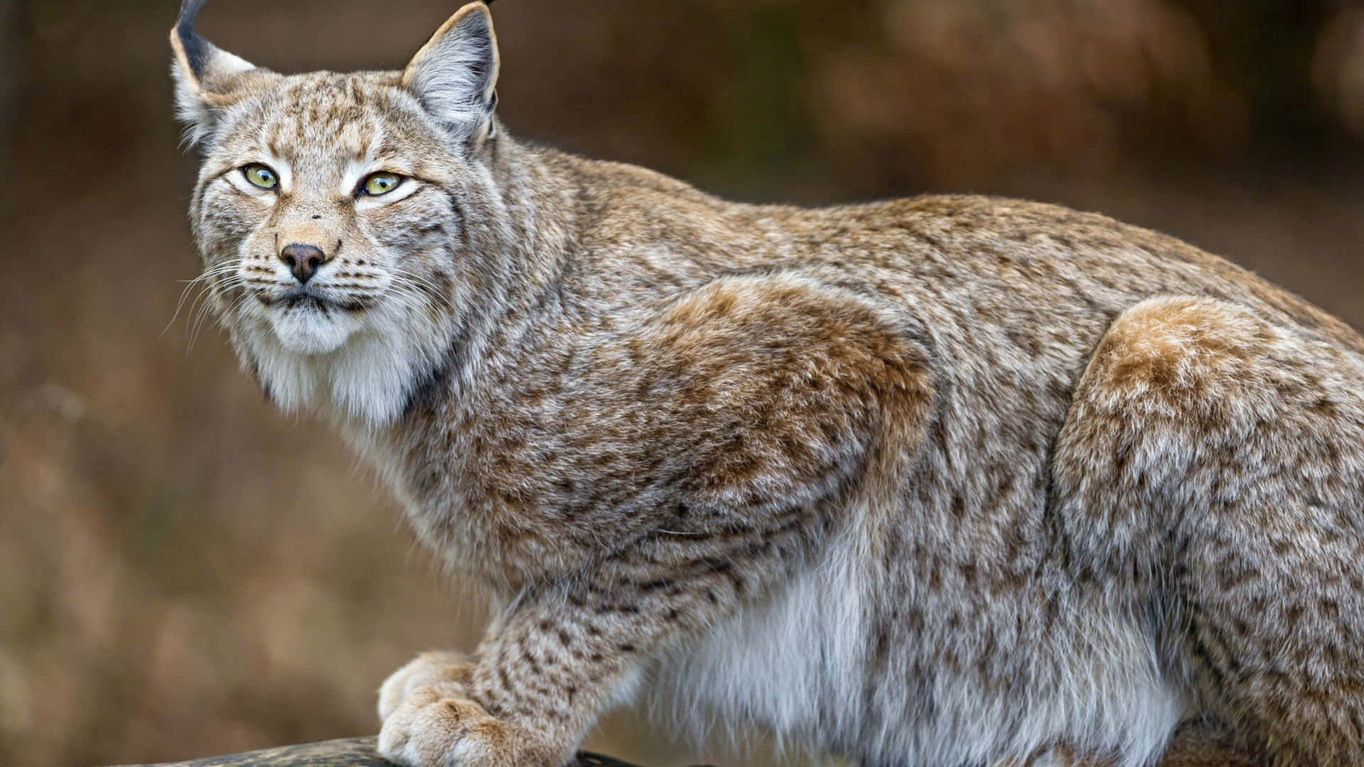 A Lynx Is Standing On A Rock In The Woods