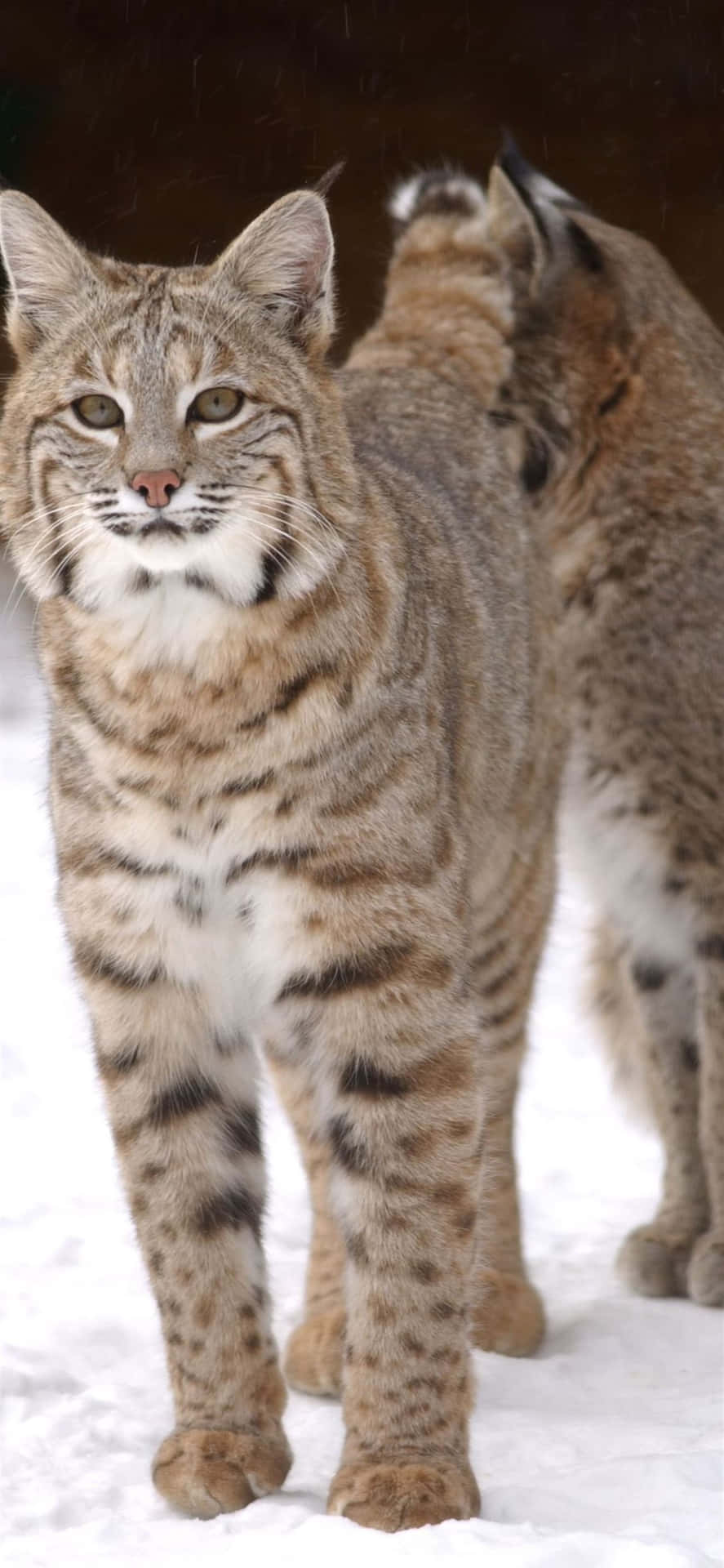 Two Bobcats Standing In The Snow