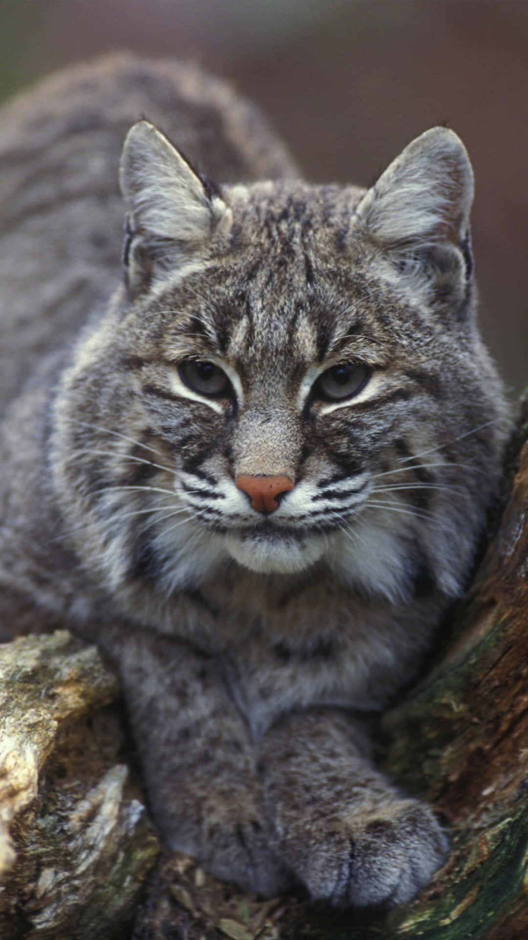 Bobcats Are A Member Of The Cat Family