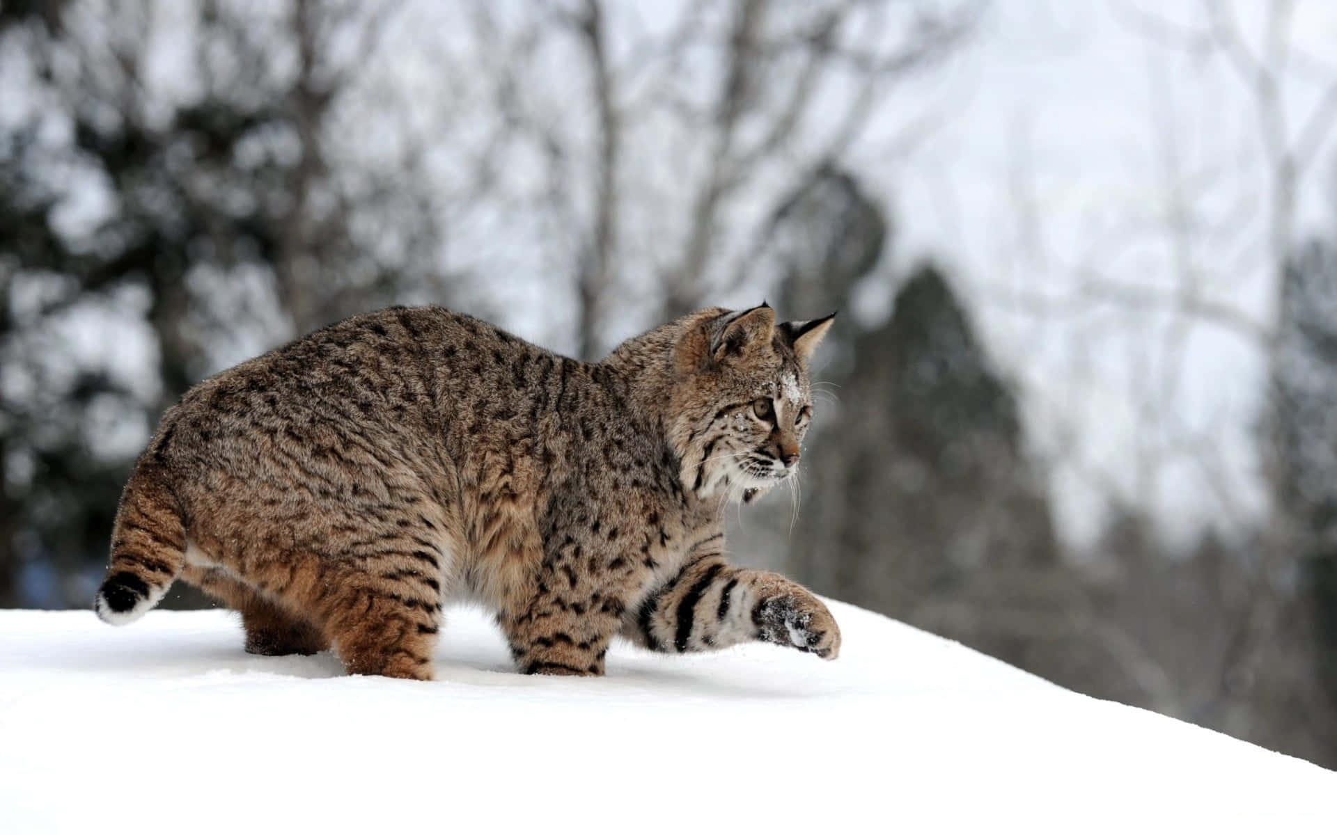 Bobcat In Northern Virginia Wilderness