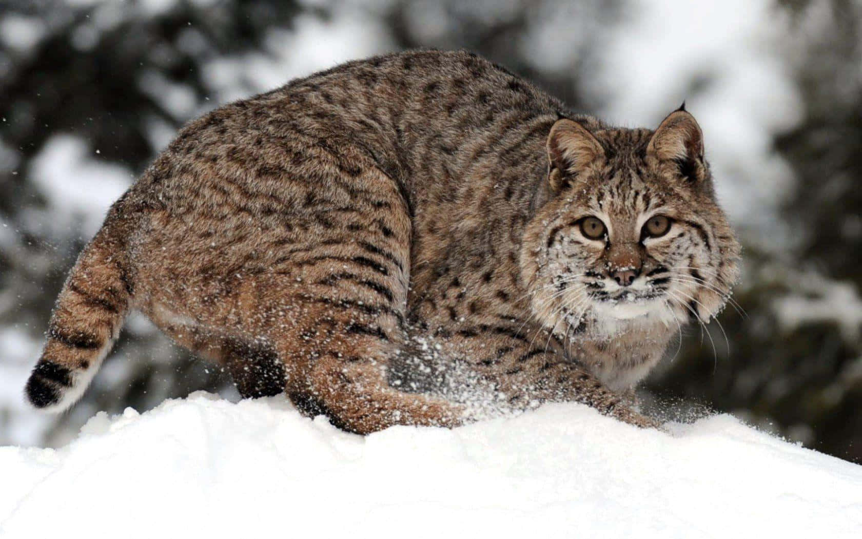 A Bobcat Is Walking Through The Snow