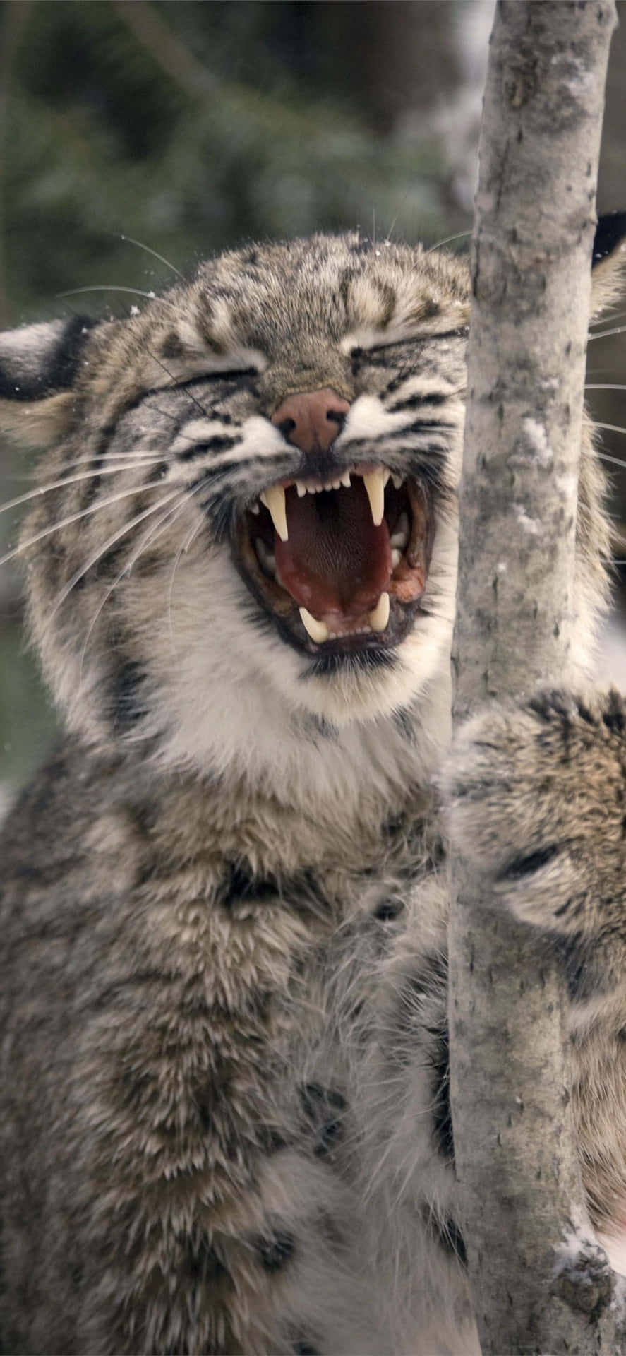 A Bobcat Is Yelling