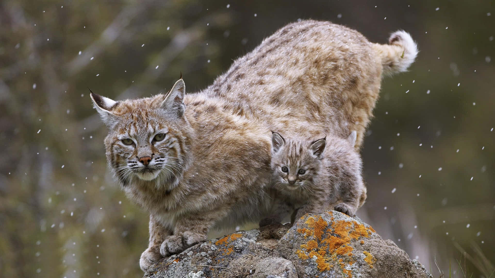 A Lynx And Her Kitten Standing On A Rock In The Rain