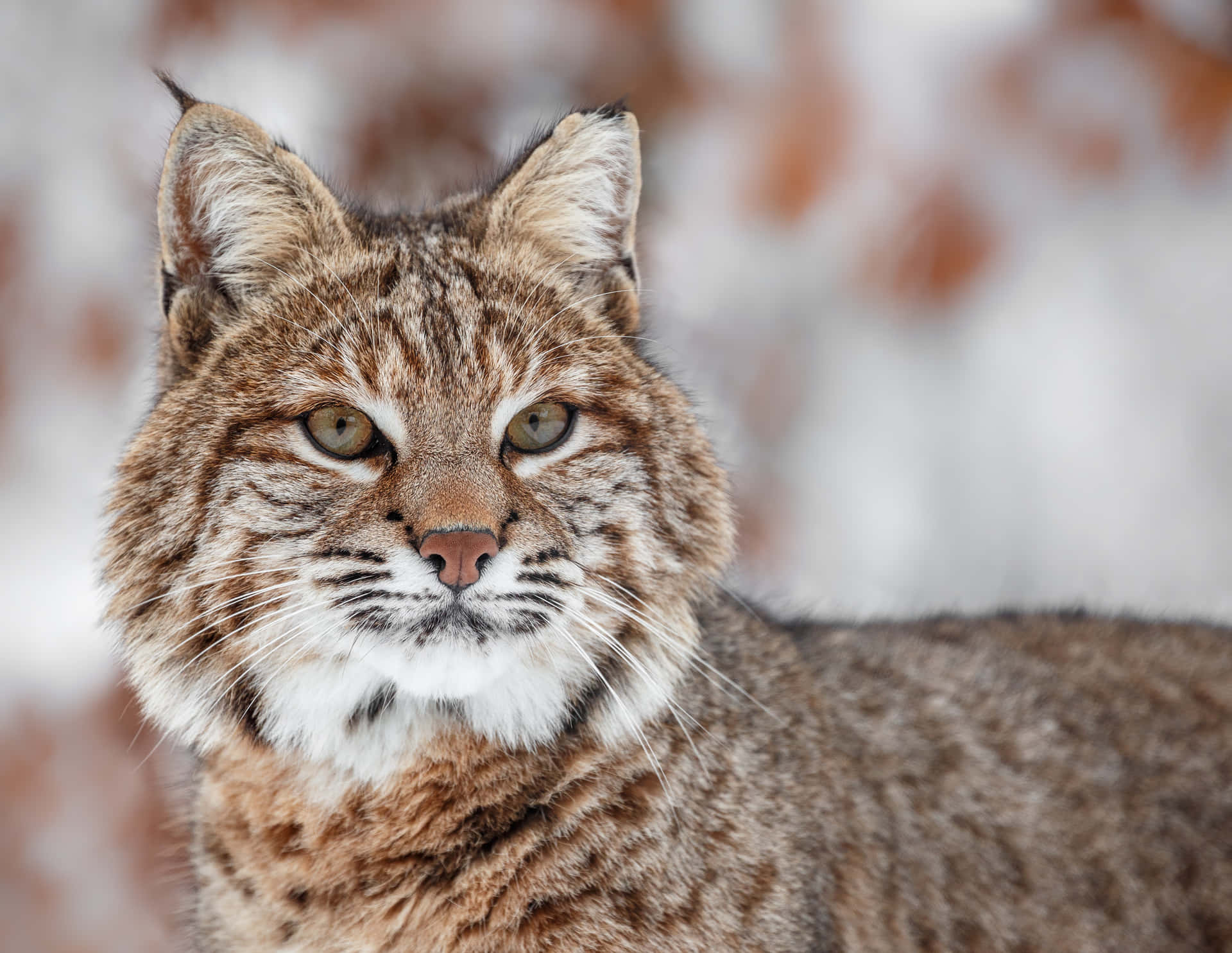 Bobcat, A Wild Cat of the North American Continent