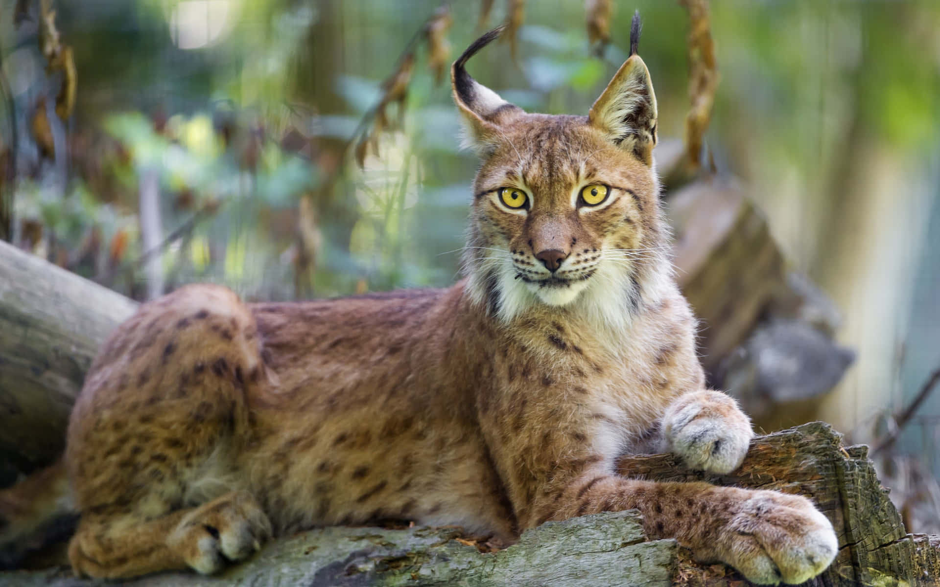 A Lynx Is Sitting On A Log In The Woods