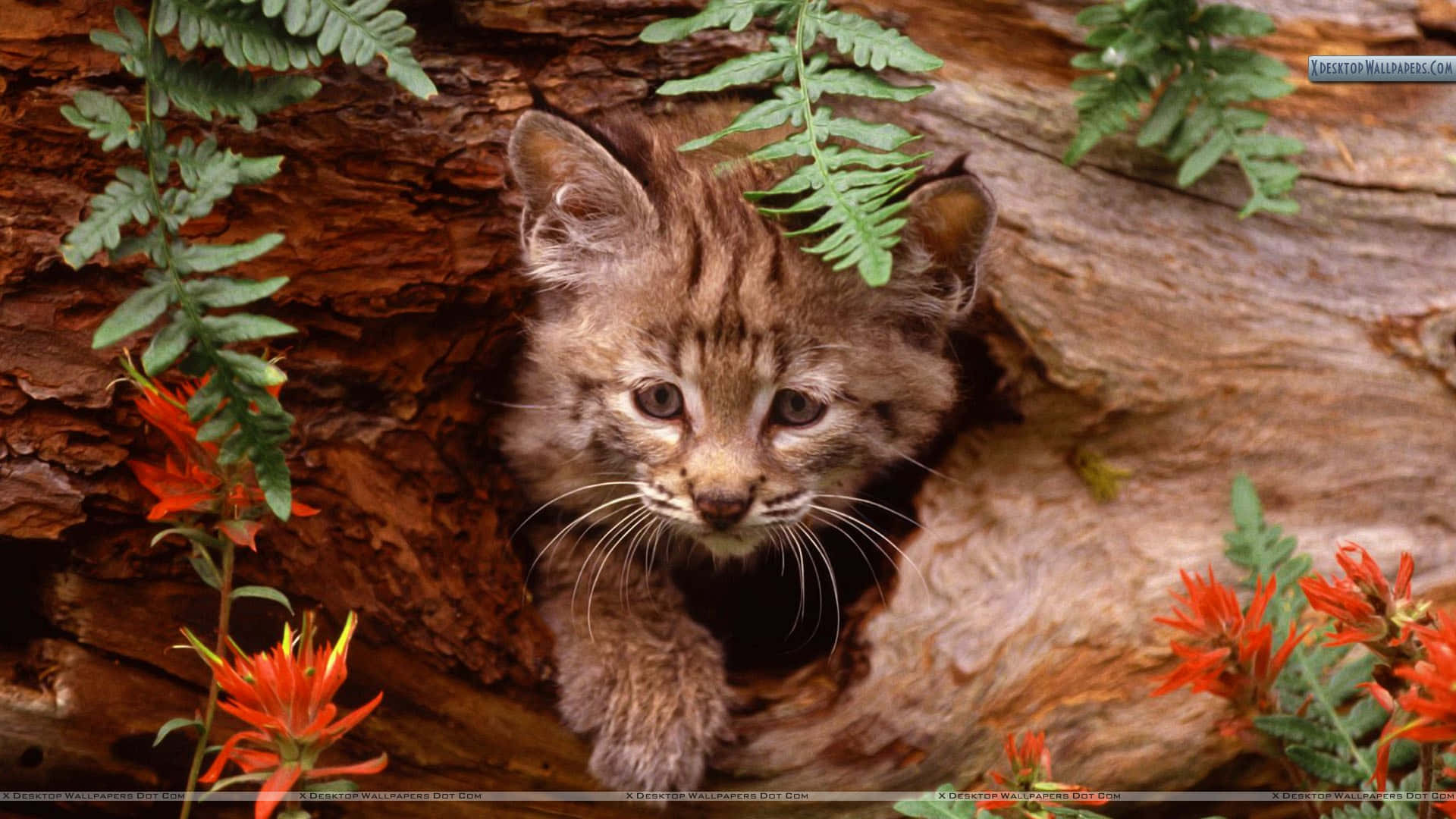 A Bobcat Is Peeking Out Of A Tree
