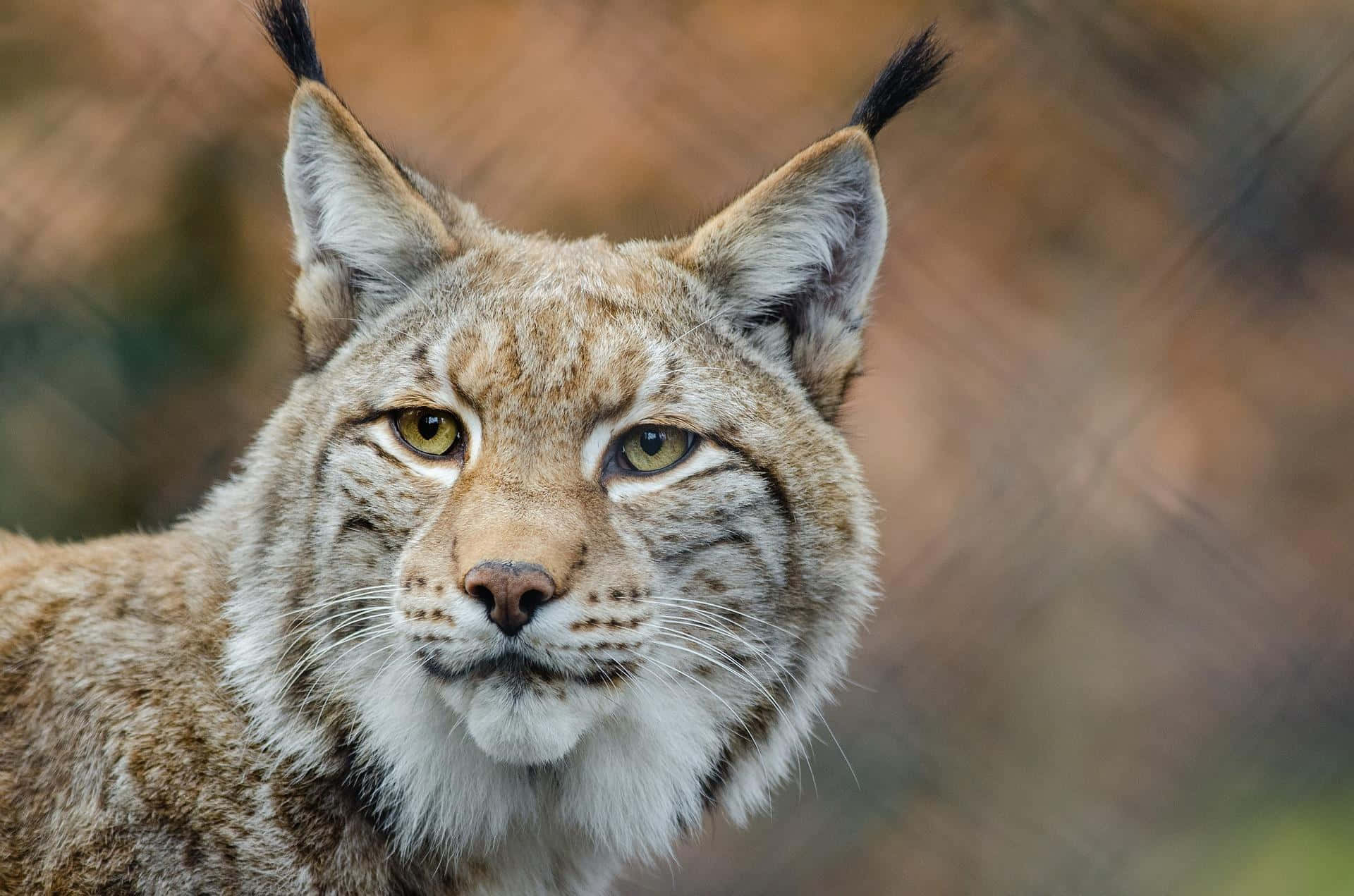 A Bobcat Walking in a Wooded Area