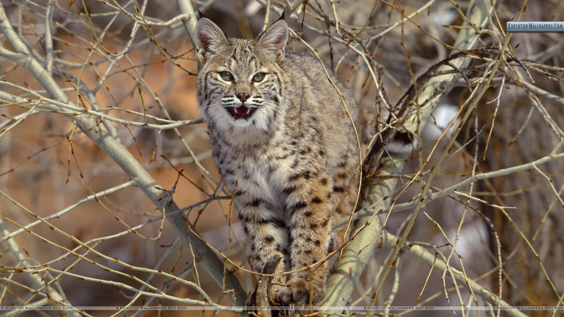 A Bobcat Is Sitting In A Tree