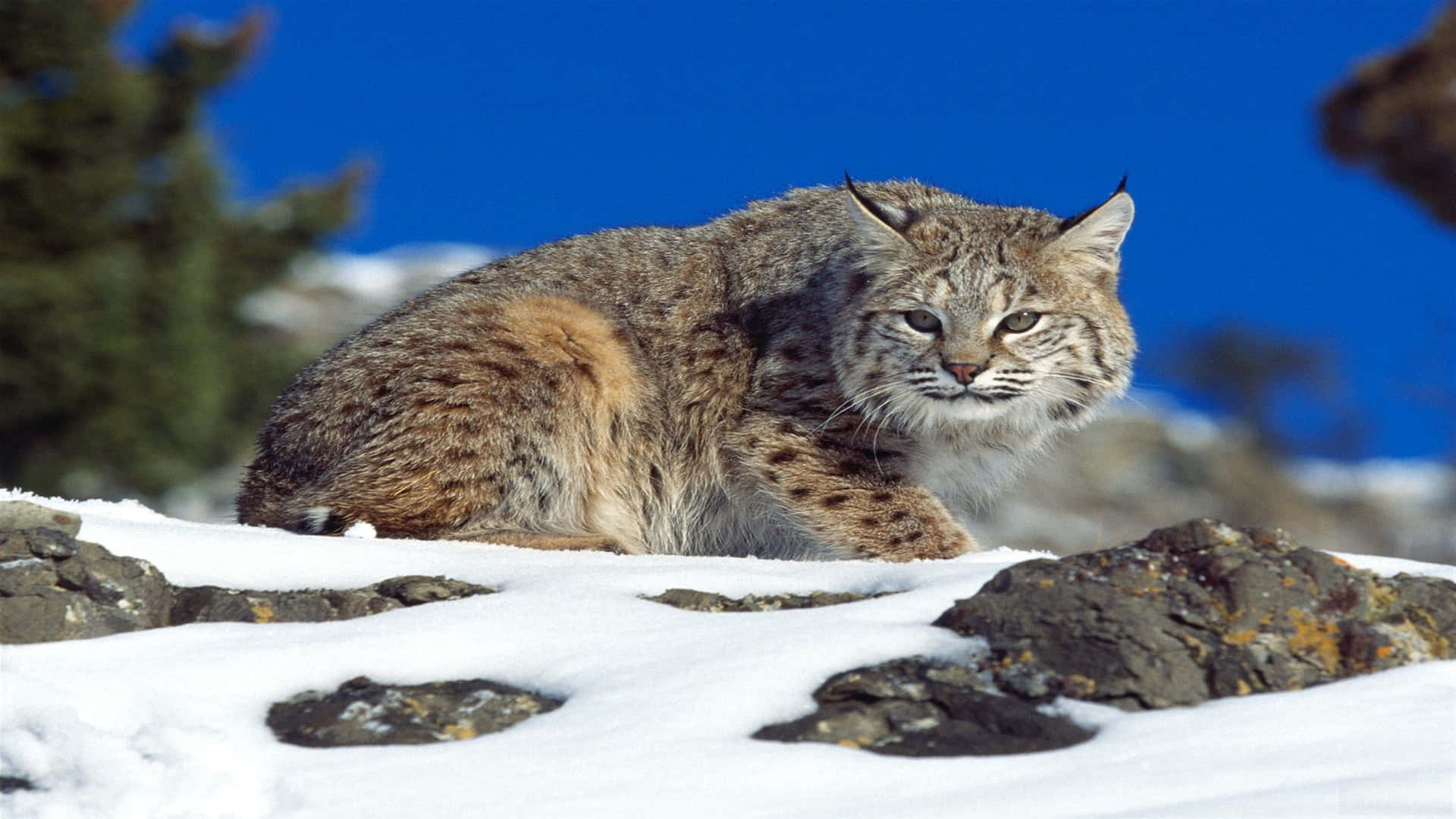 A Lynx Is Sitting On Top Of A Snow Covered Rock